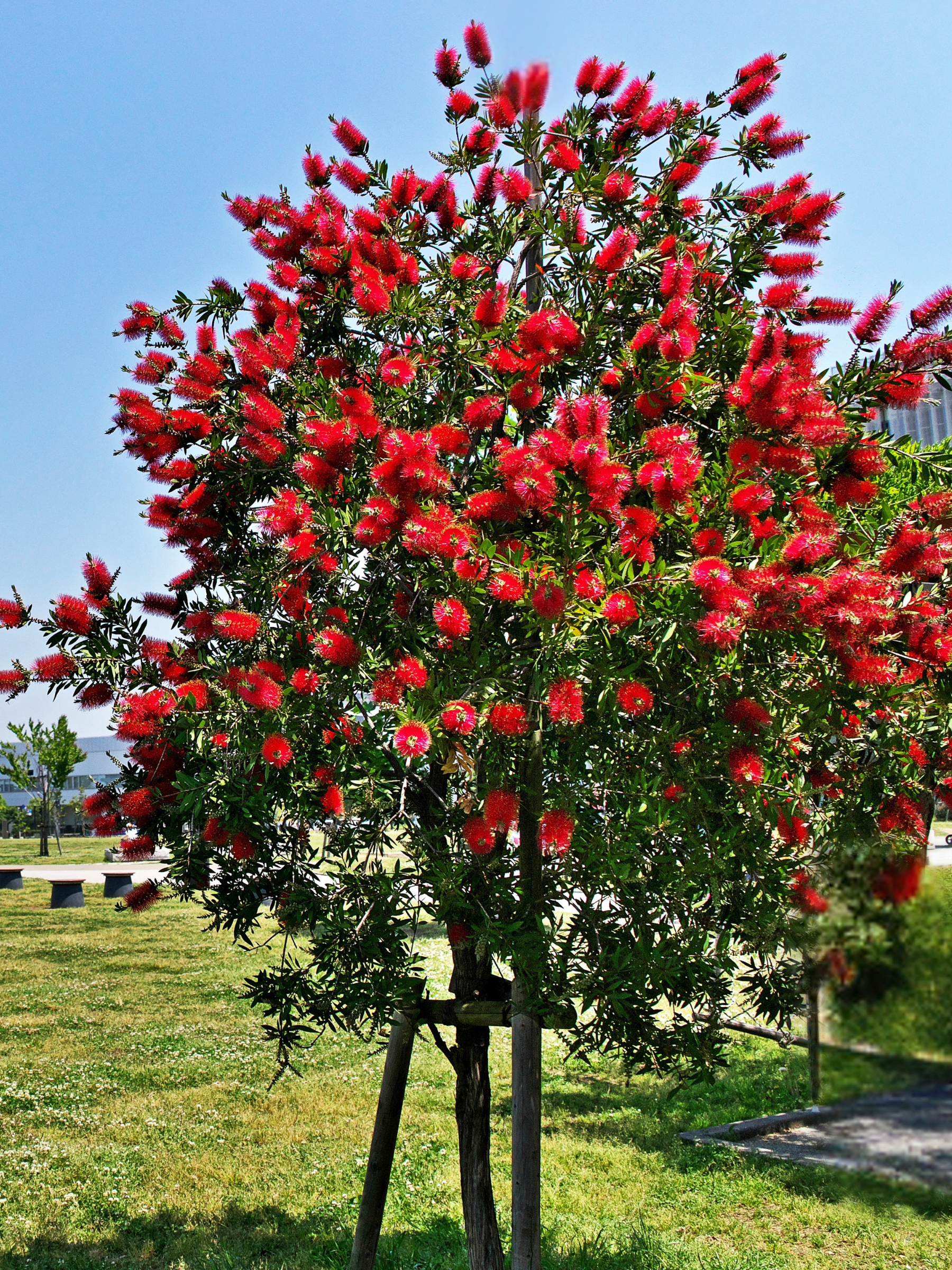 Callistemon laevis - Karminroter Zylinderputzer