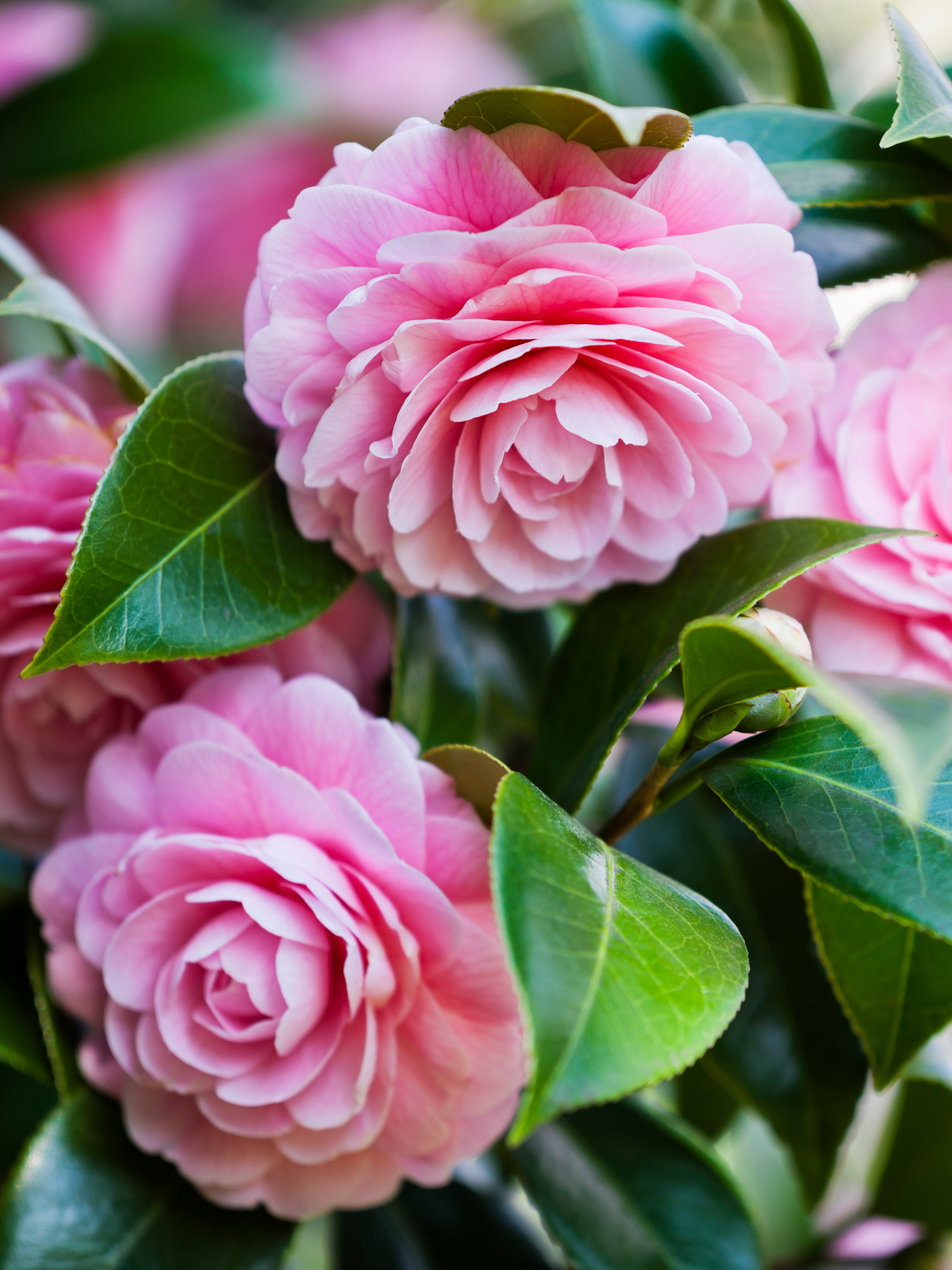 Camellia japonica - Japanische Kamelie