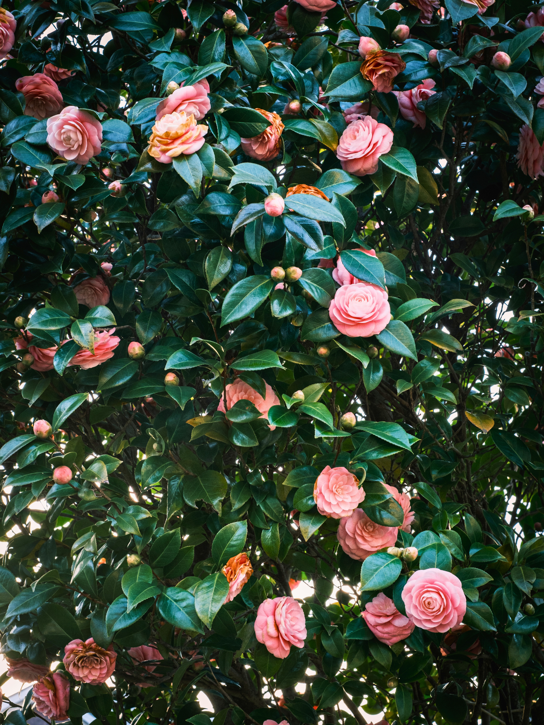 Camellia japonica - Japanische Kamelie