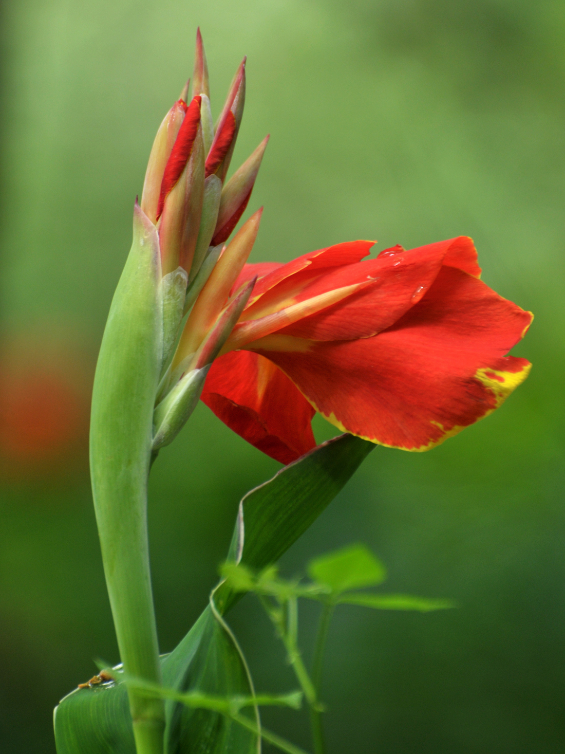 Canna indica - Indisches Blumenrohr