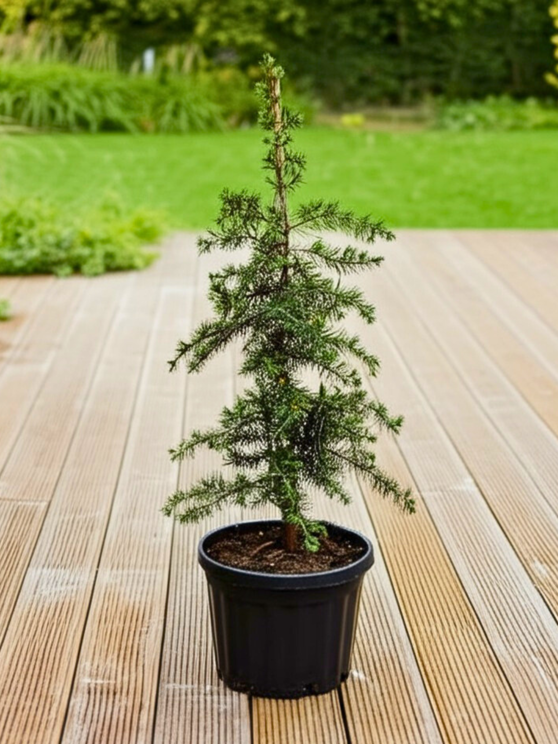 Cedrus libani - Libanon-Zeder