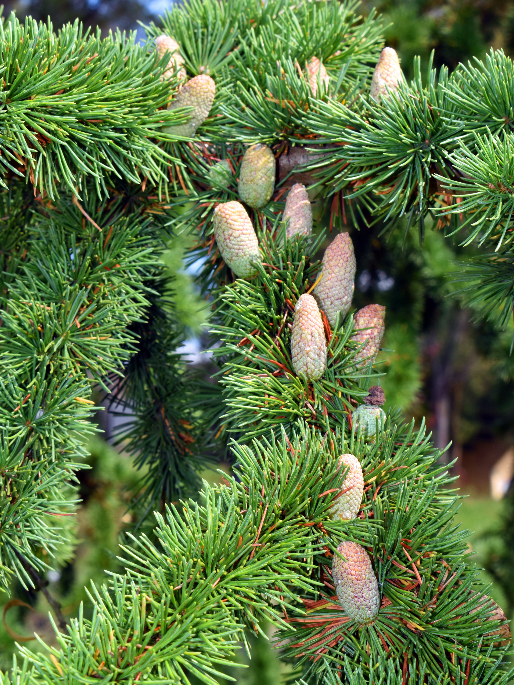 Cedrus libani - Libanon-Zeder