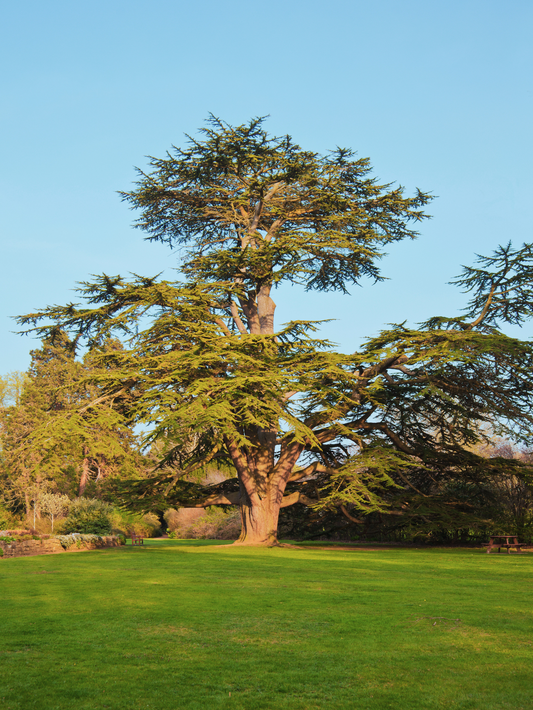 Cedrus libani - Libanon-Zeder