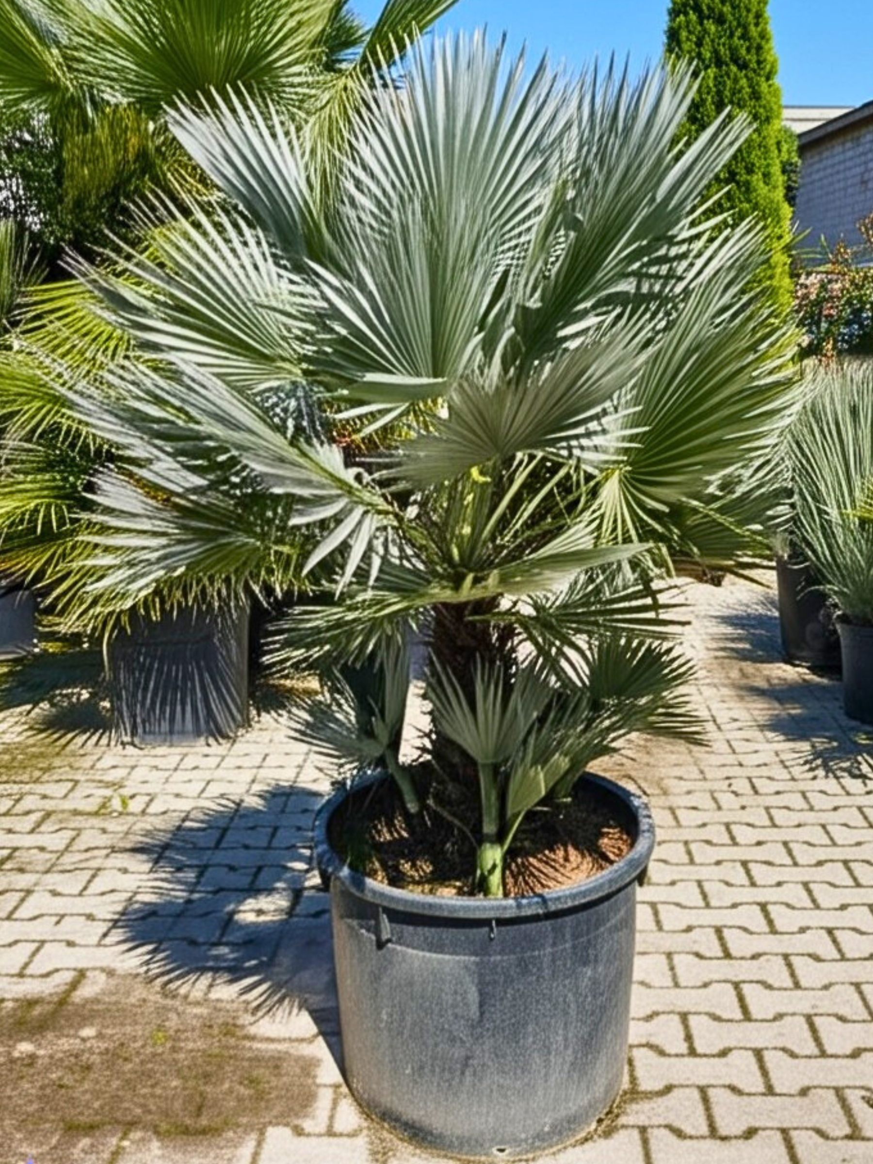 Chamaerops humilis &
