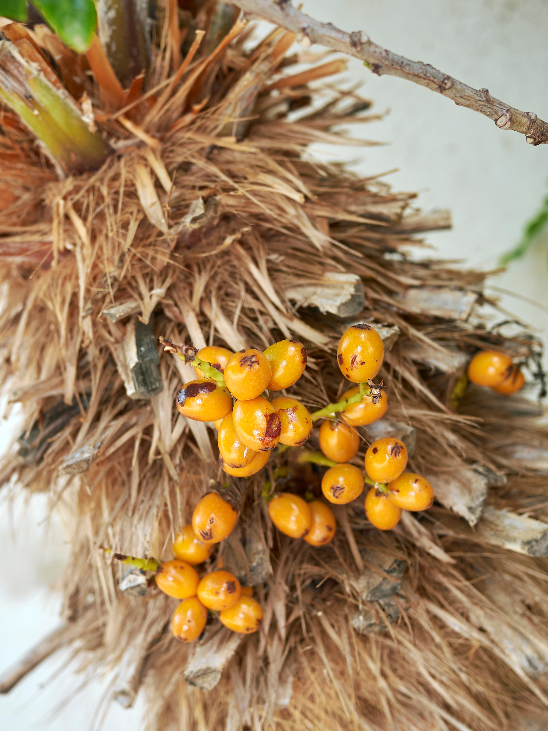 Chamaerops humilis &