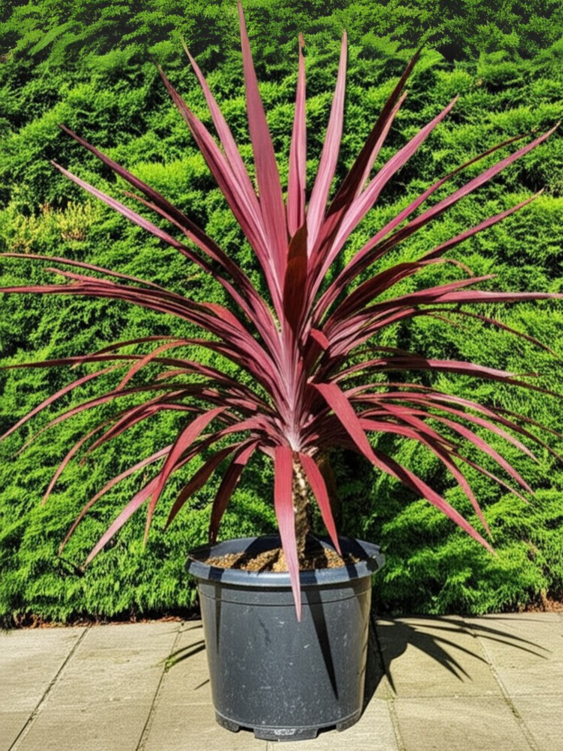 Cordyline australis - Rote Keulenlilie