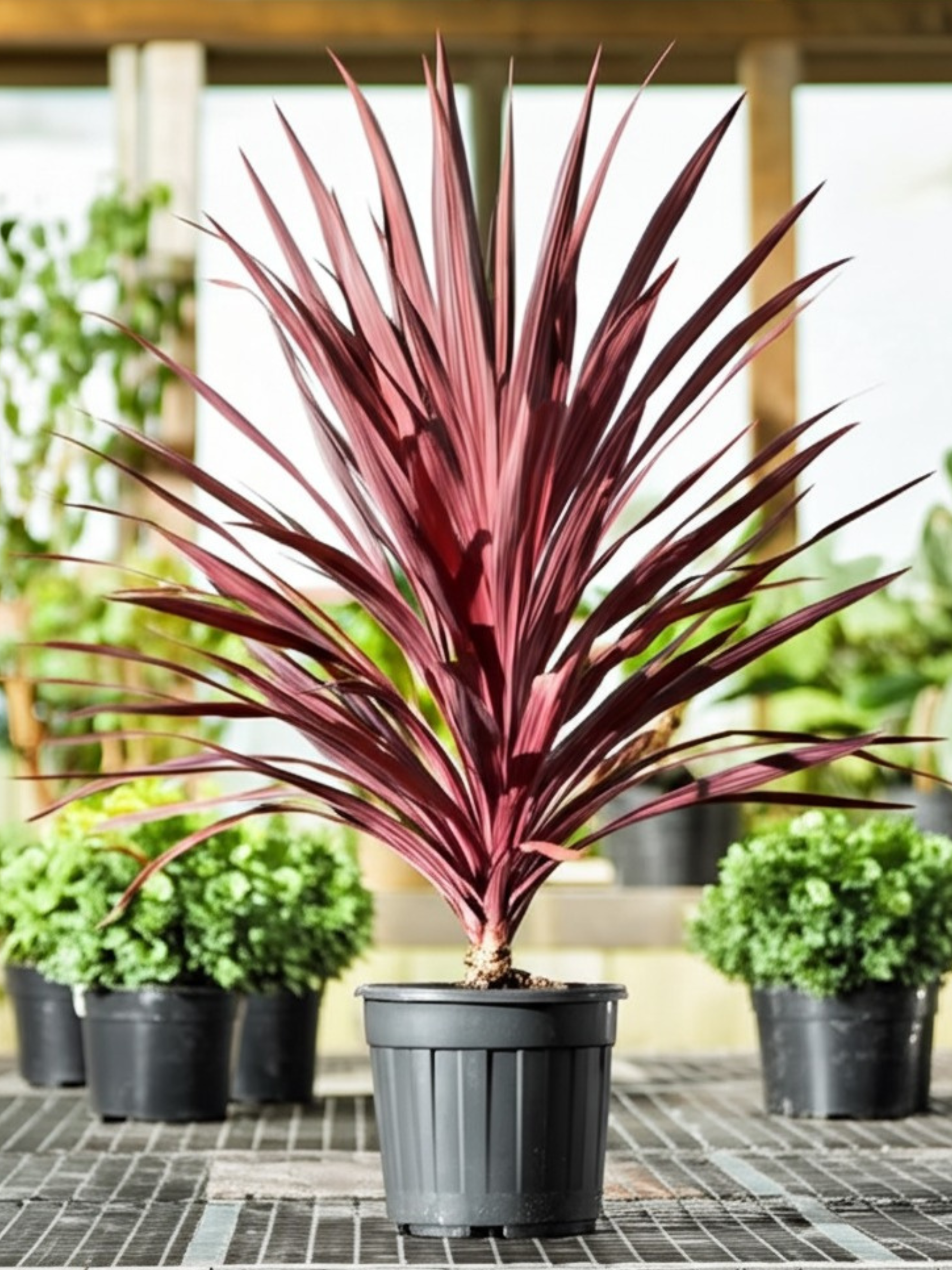 Cordyline australis - Rote Keulenlilie