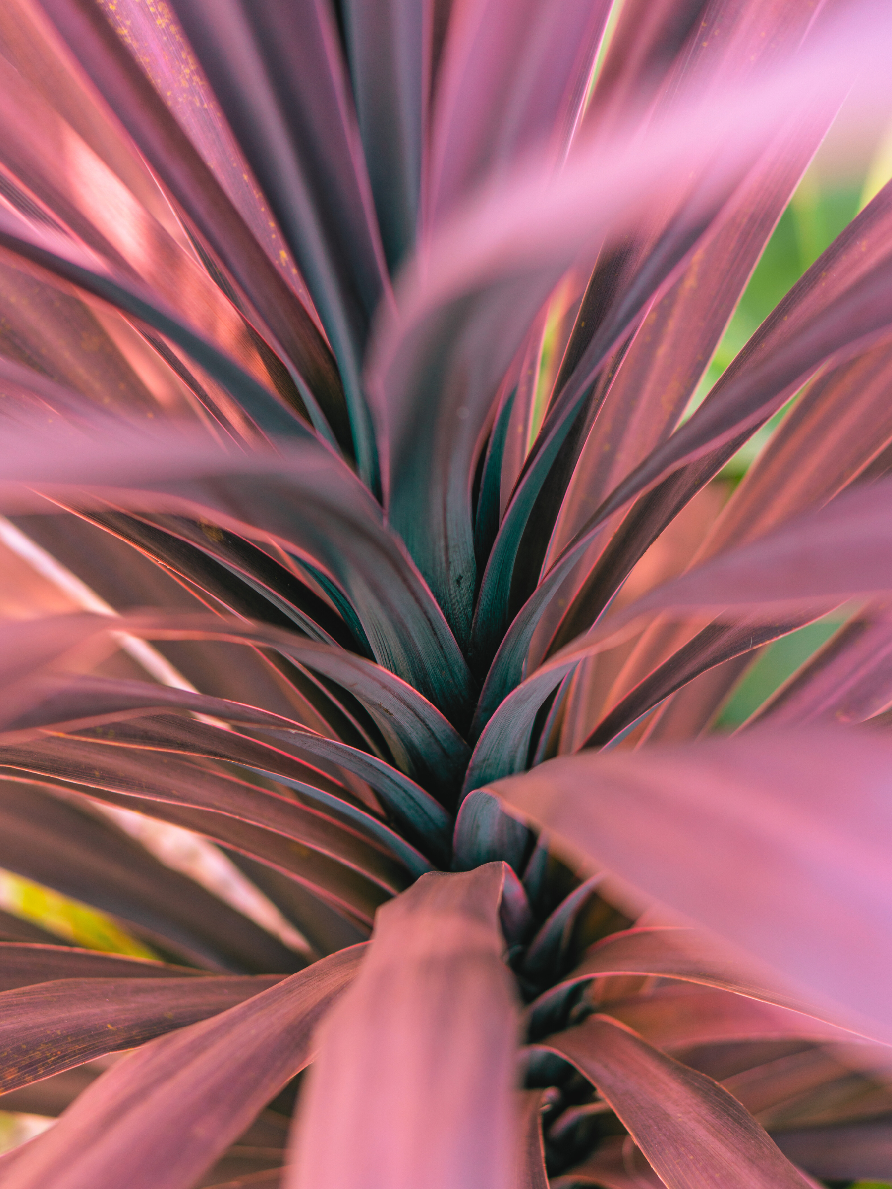 Cordyline australis - Rote Keulenlilie