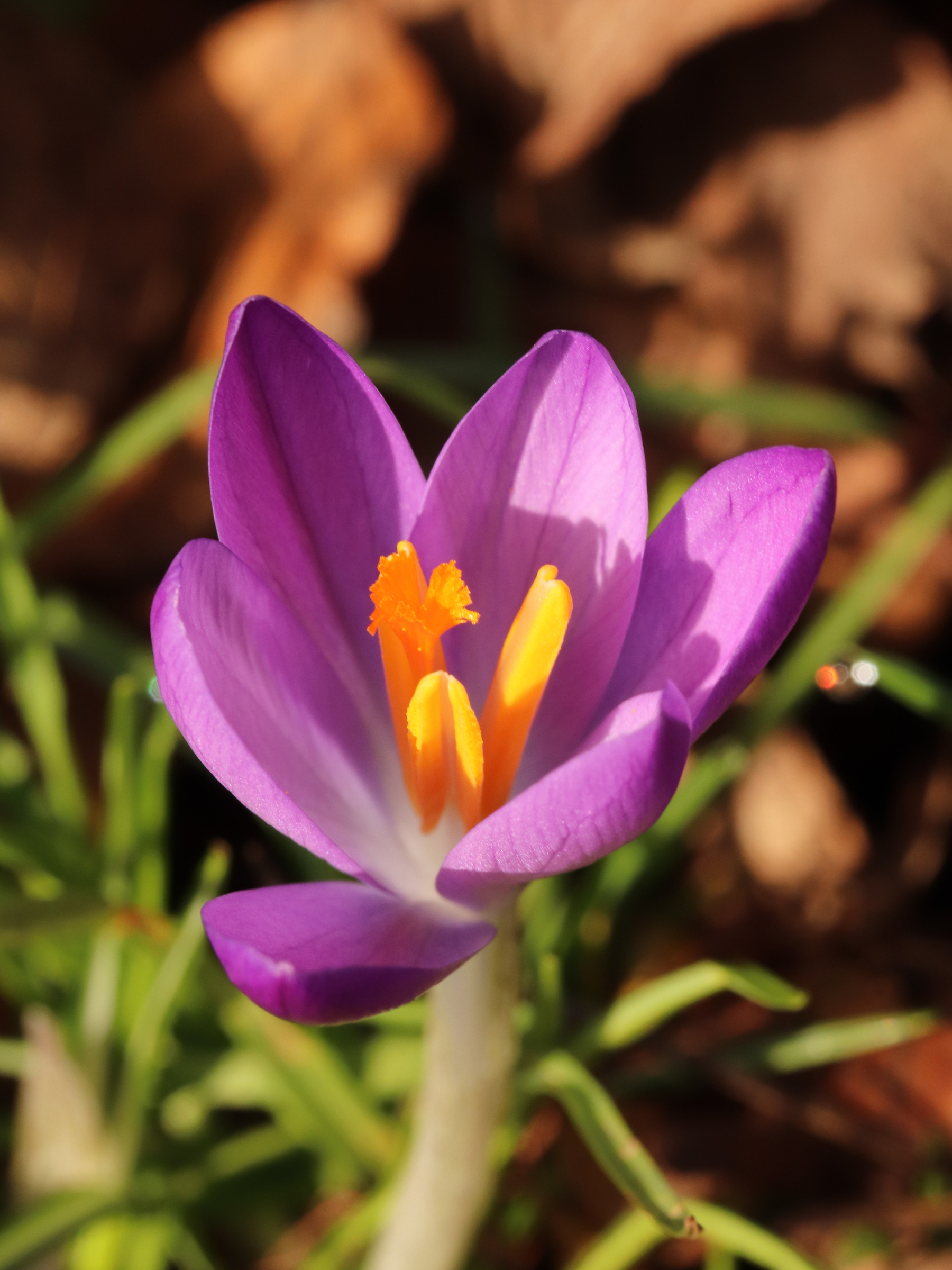Crocus vernus - Frühlings-Krokuszwiebeln