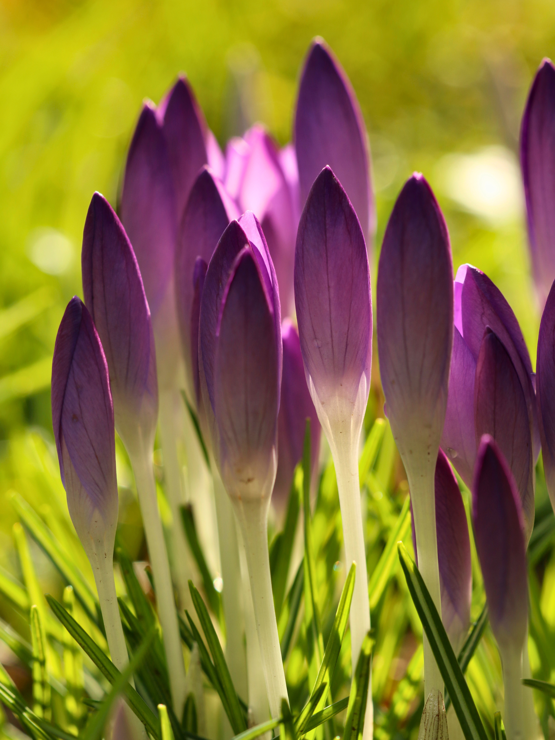 Crocus vernus - Frühlings-Krokuszwiebeln
