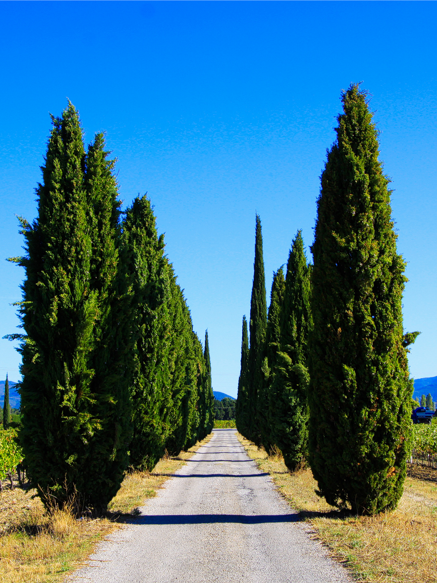 Cupressus sempervirens - Mittelmeerzypresse
