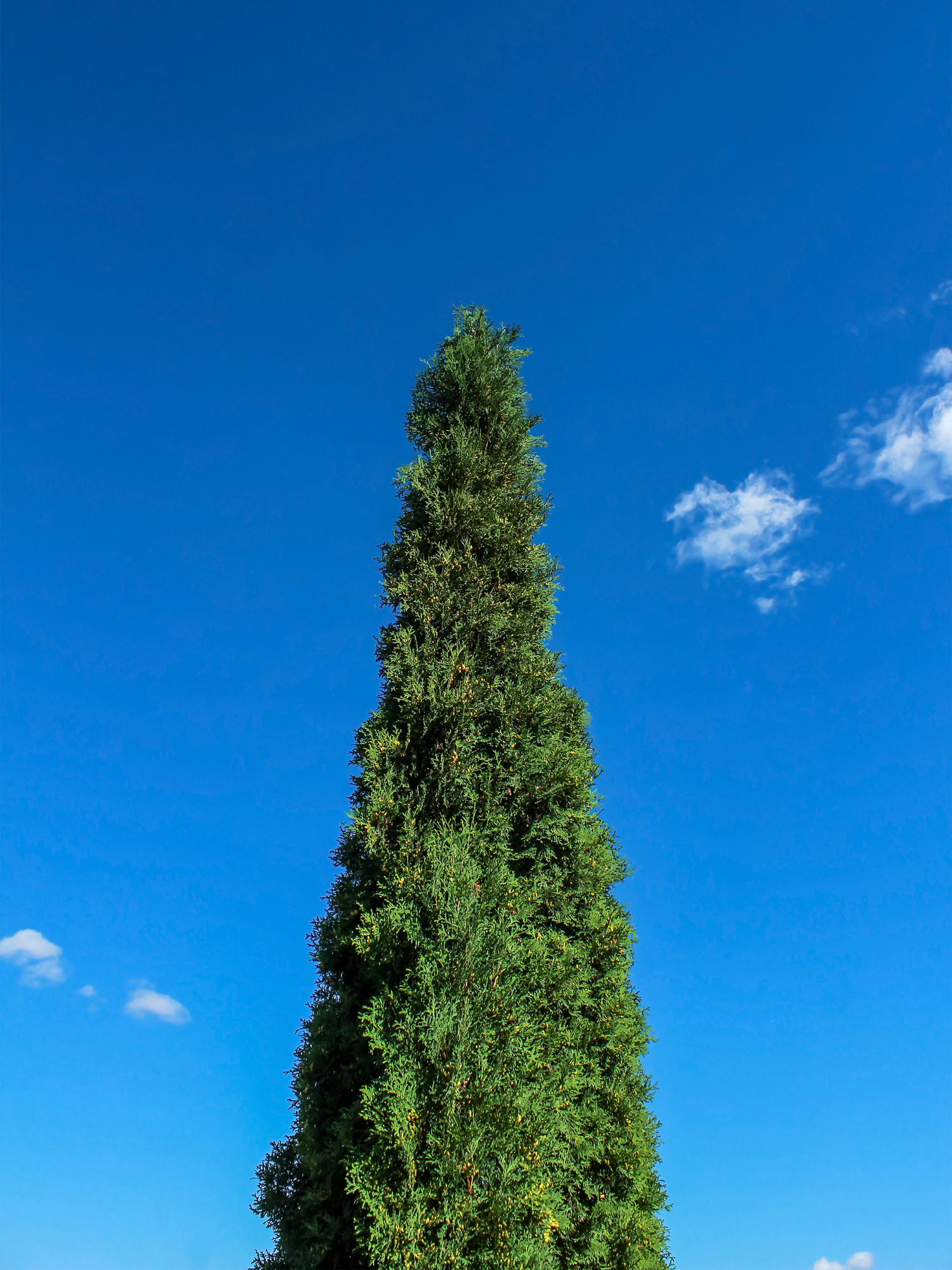 Cupressus sempervirens - Mittelmeerzypresse