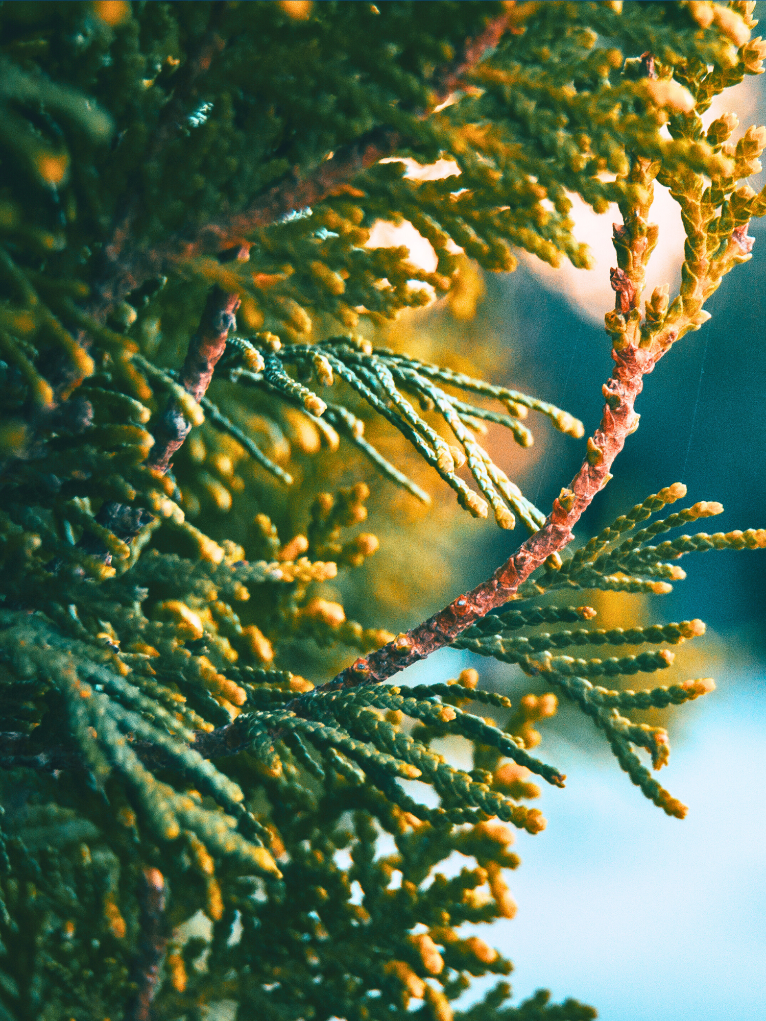Cupressus sempervirens - Mittelmeerzypresse