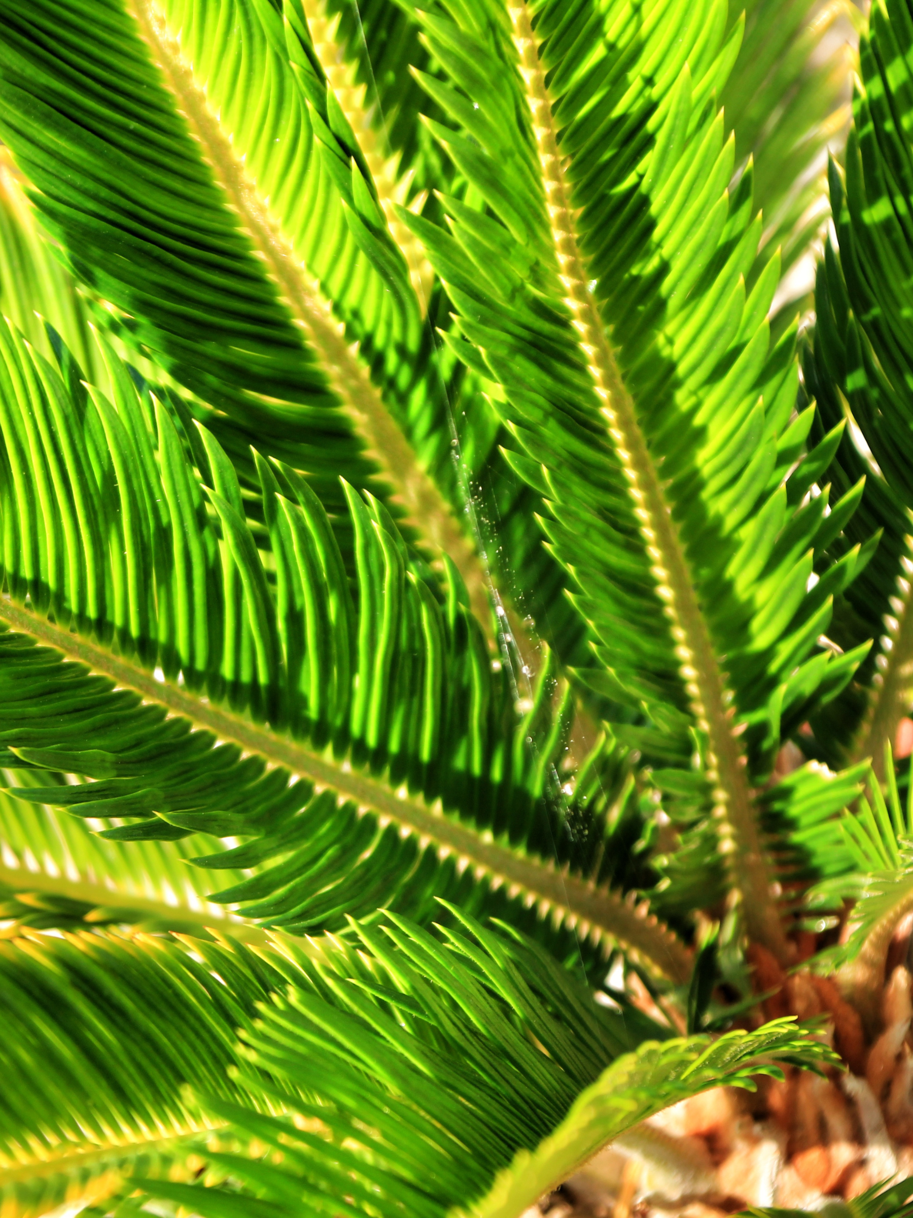 Cycas Revoluta - Japanischer Palmfarn aus Freilandzucht