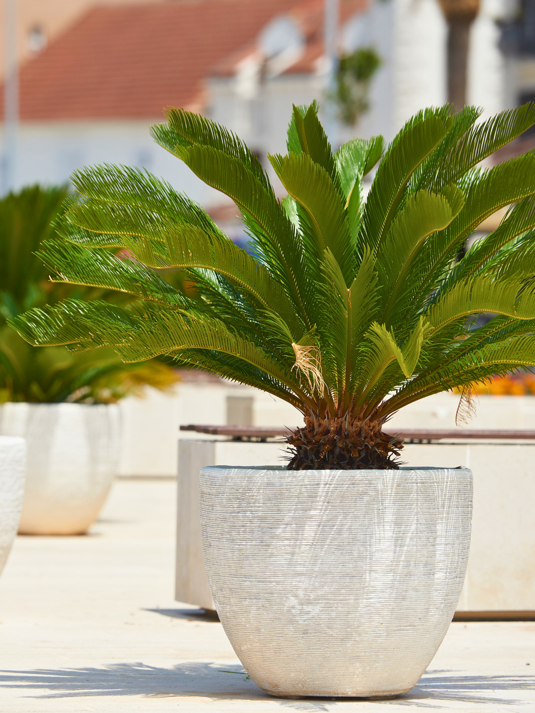 Cycas Revoluta - Japanischer Palmfarn aus Freilandzucht