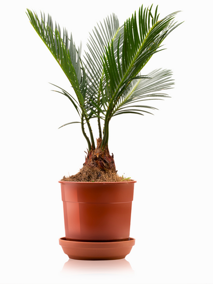 Cycas Revoluta - Japanischer Palmfarn aus Freilandzucht
