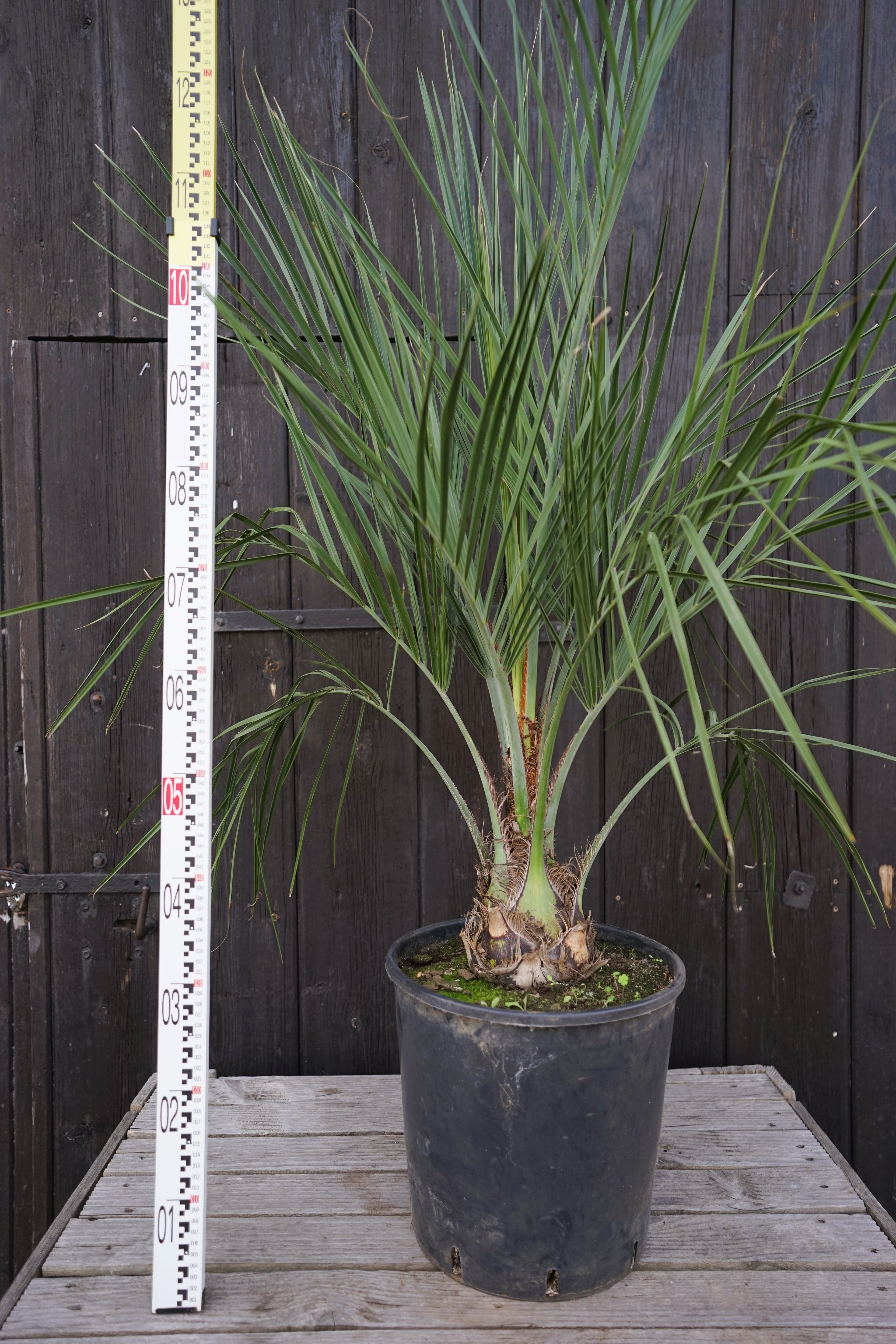 Butia capitata var. odorata - Geleepalme