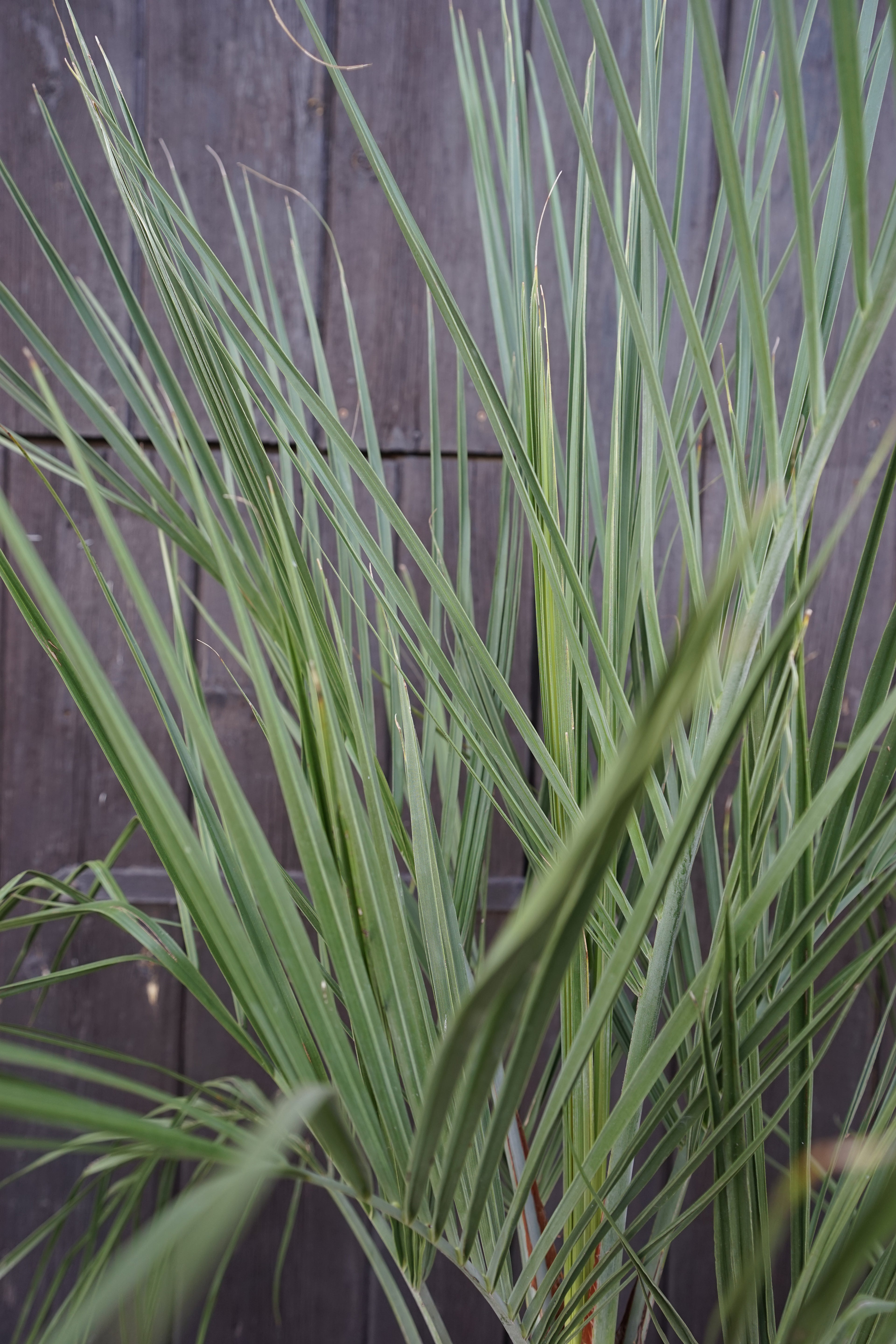 Butia capitata var. odorata - Geleepalme
