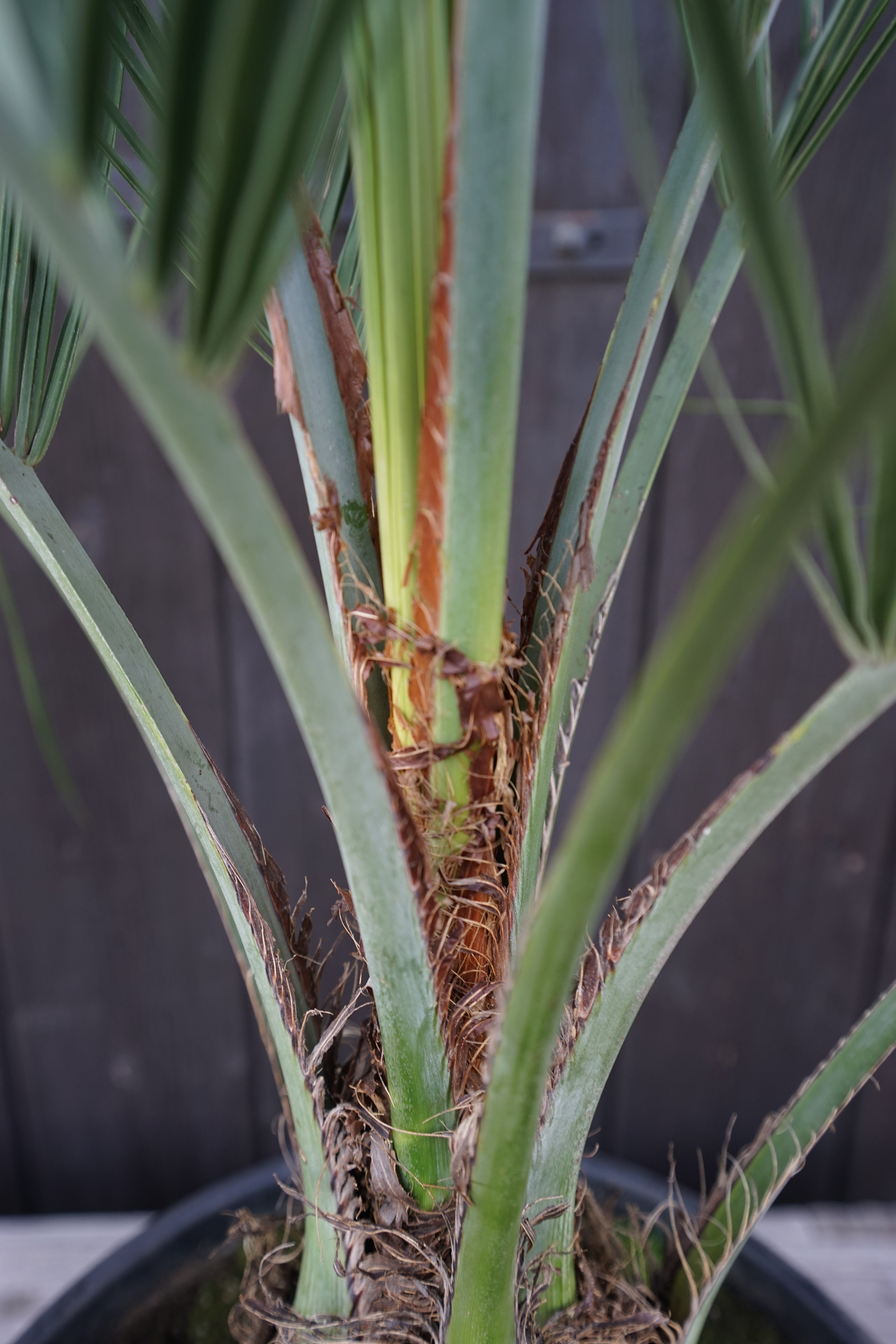 Butia capitata var. odorata - Geleepalme