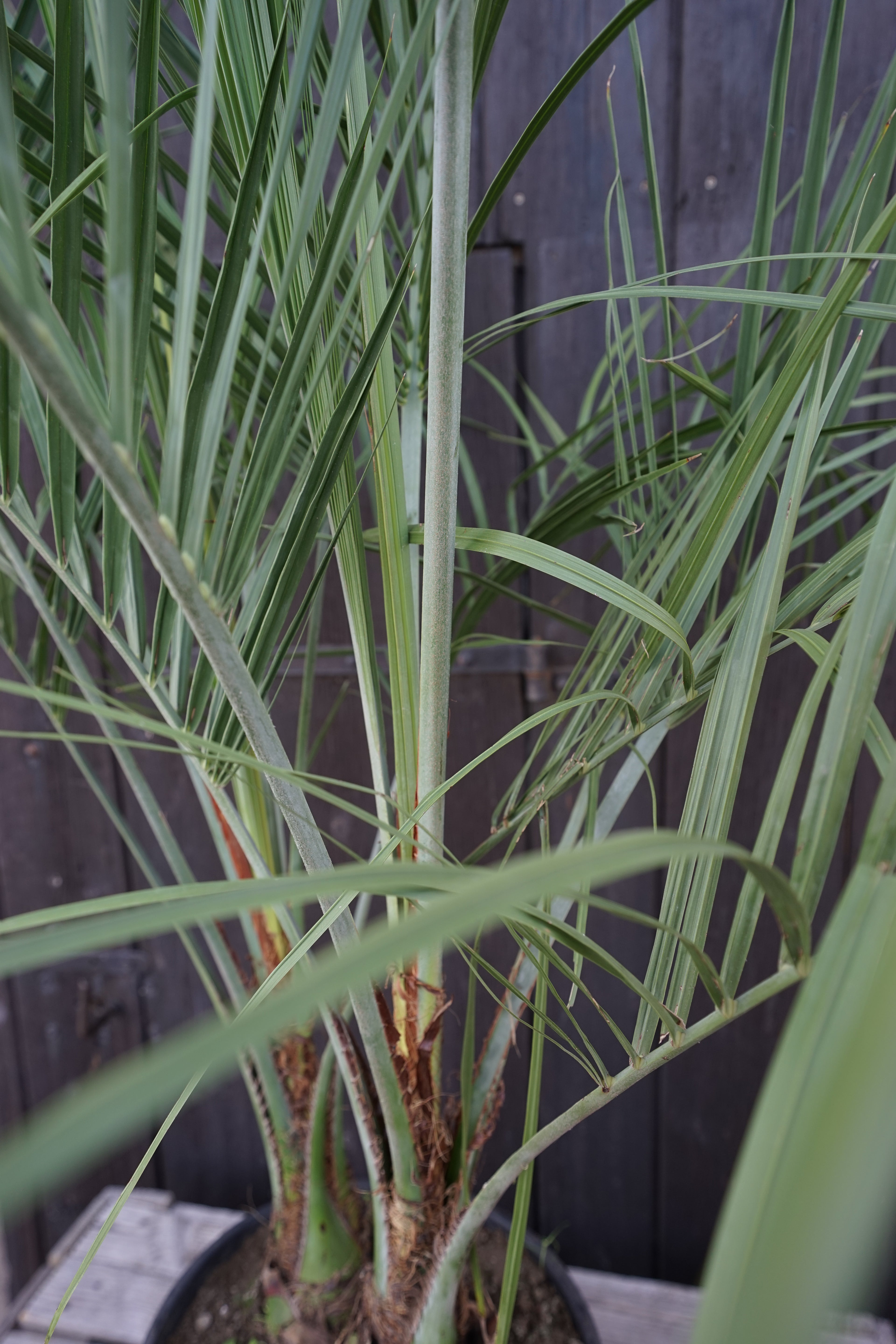 Butia capitata var. odorata - Geleepalme