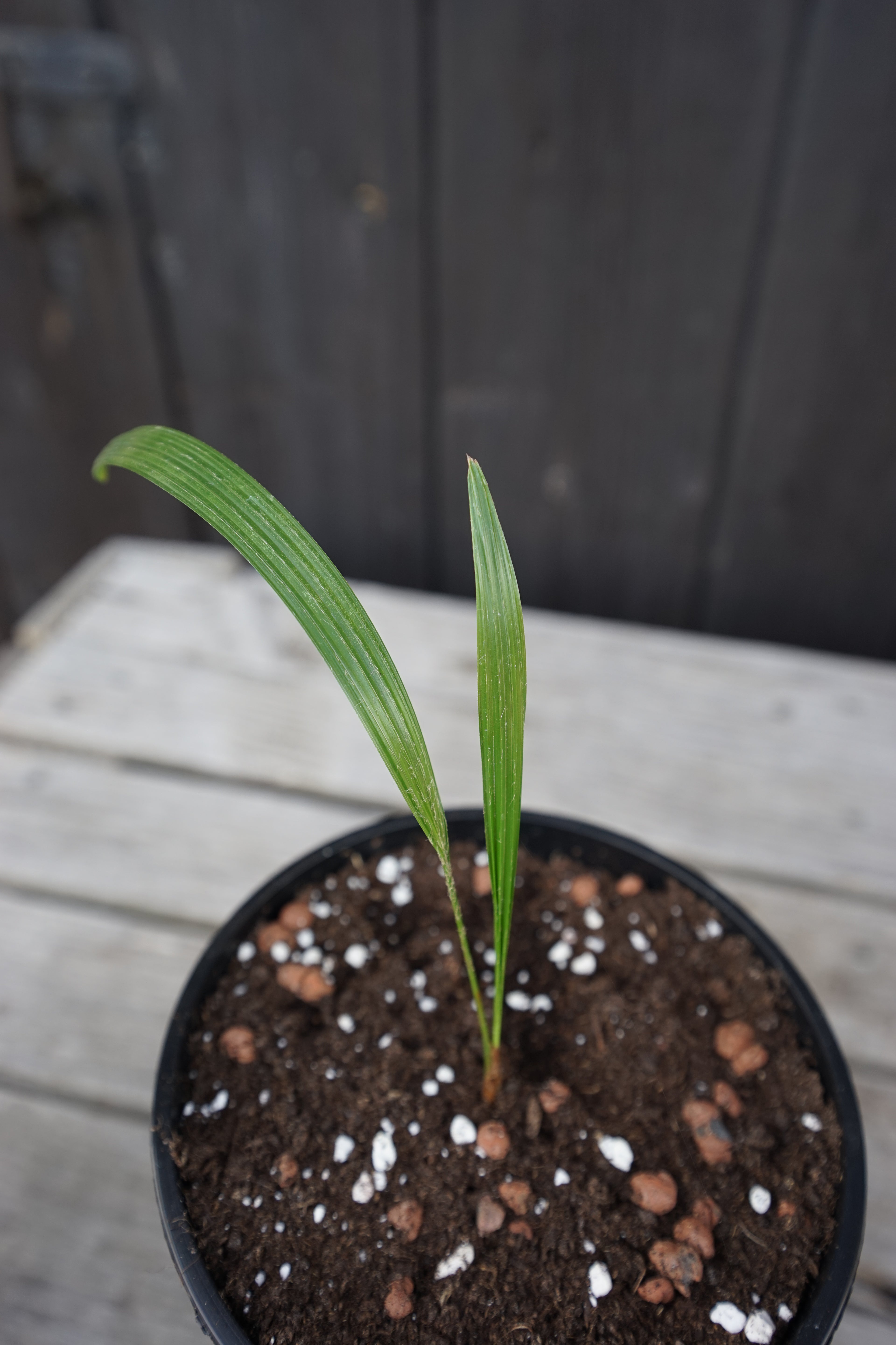 Trachycarpus martianus Jungpflanze Draufsicht