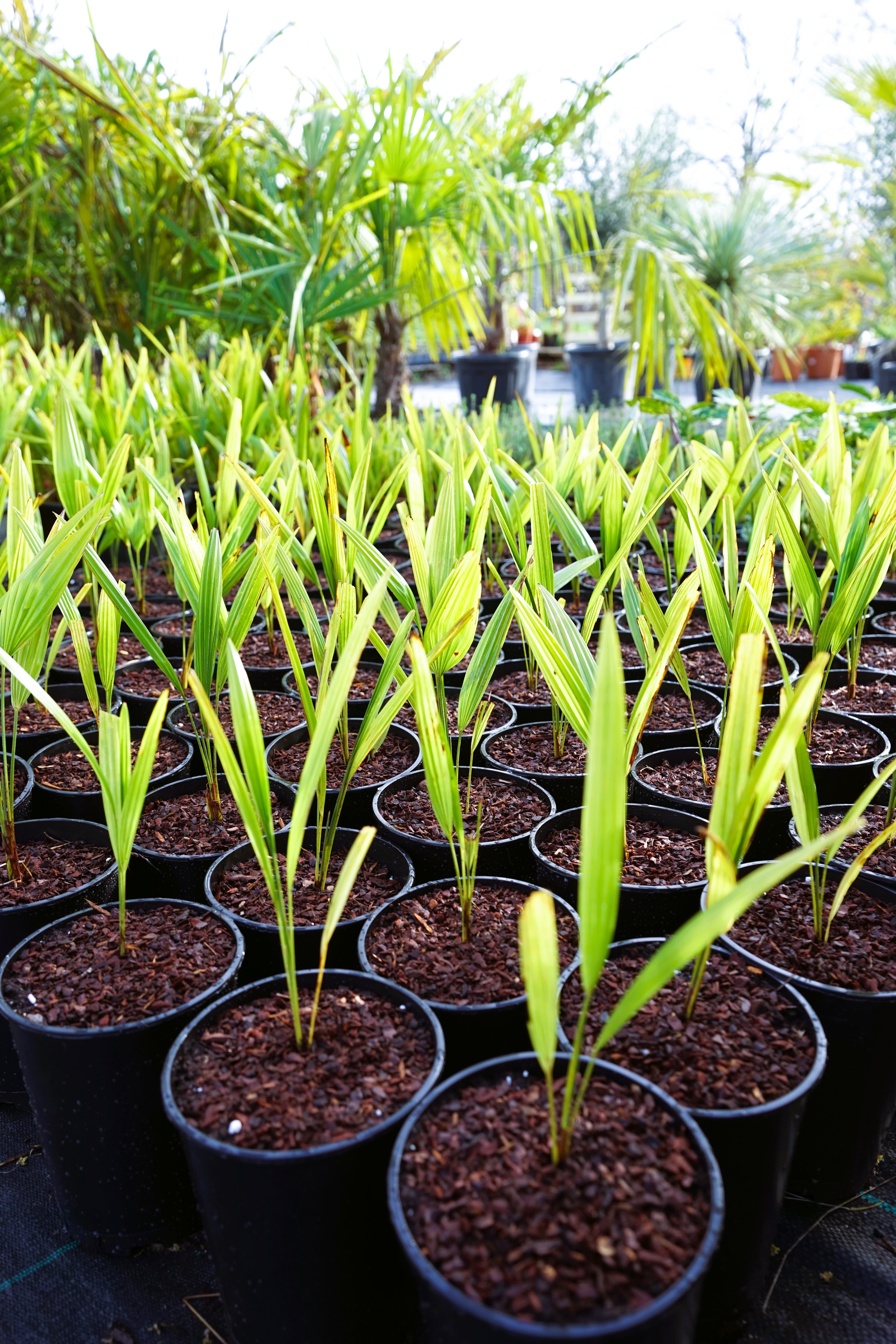 Trachycarpus fortunei - Chinesische Hanfpalme als Setzling aus Freilandzucht