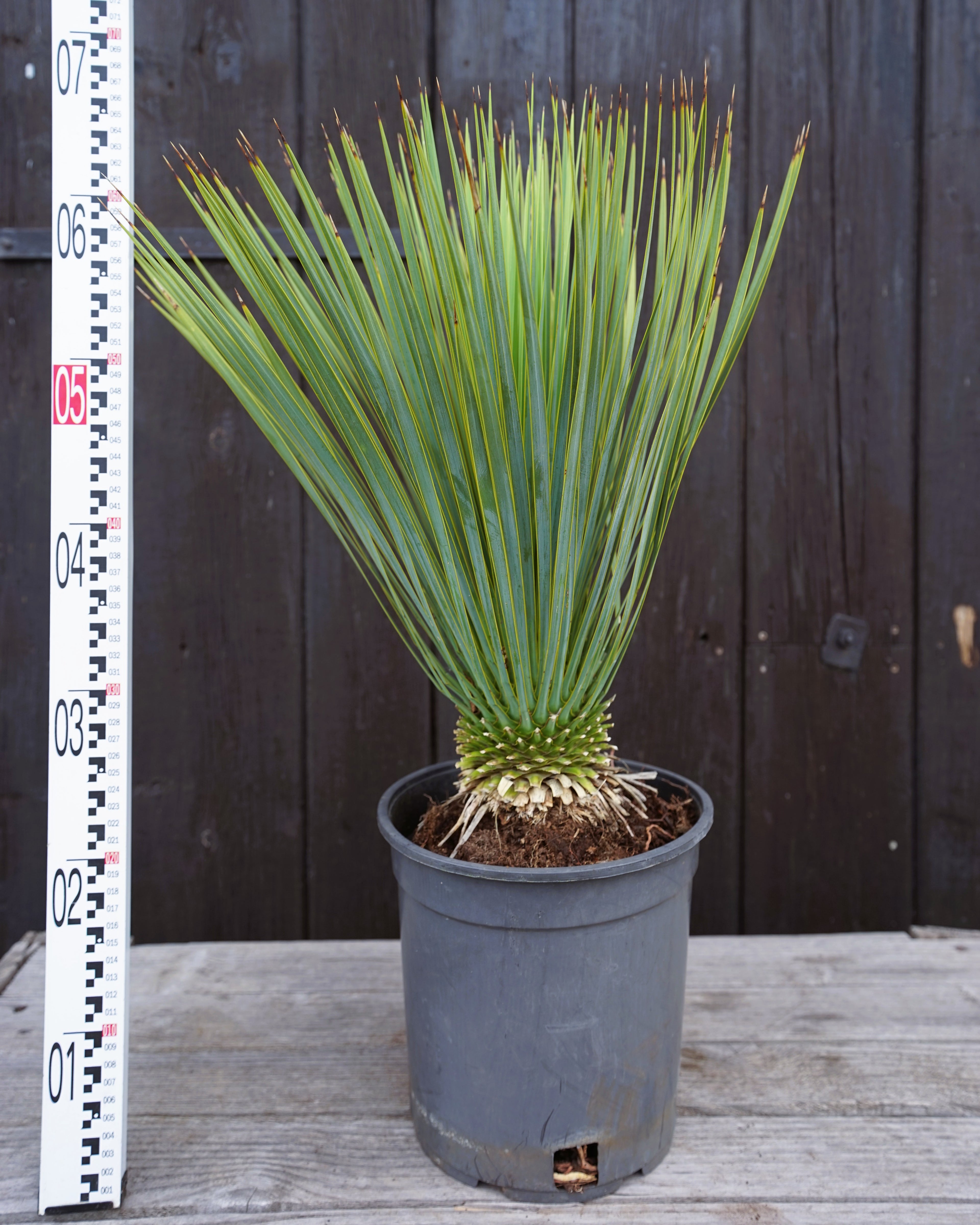 Yucca rostrata - Blaublättrige Palmlilie aus Freilandzucht