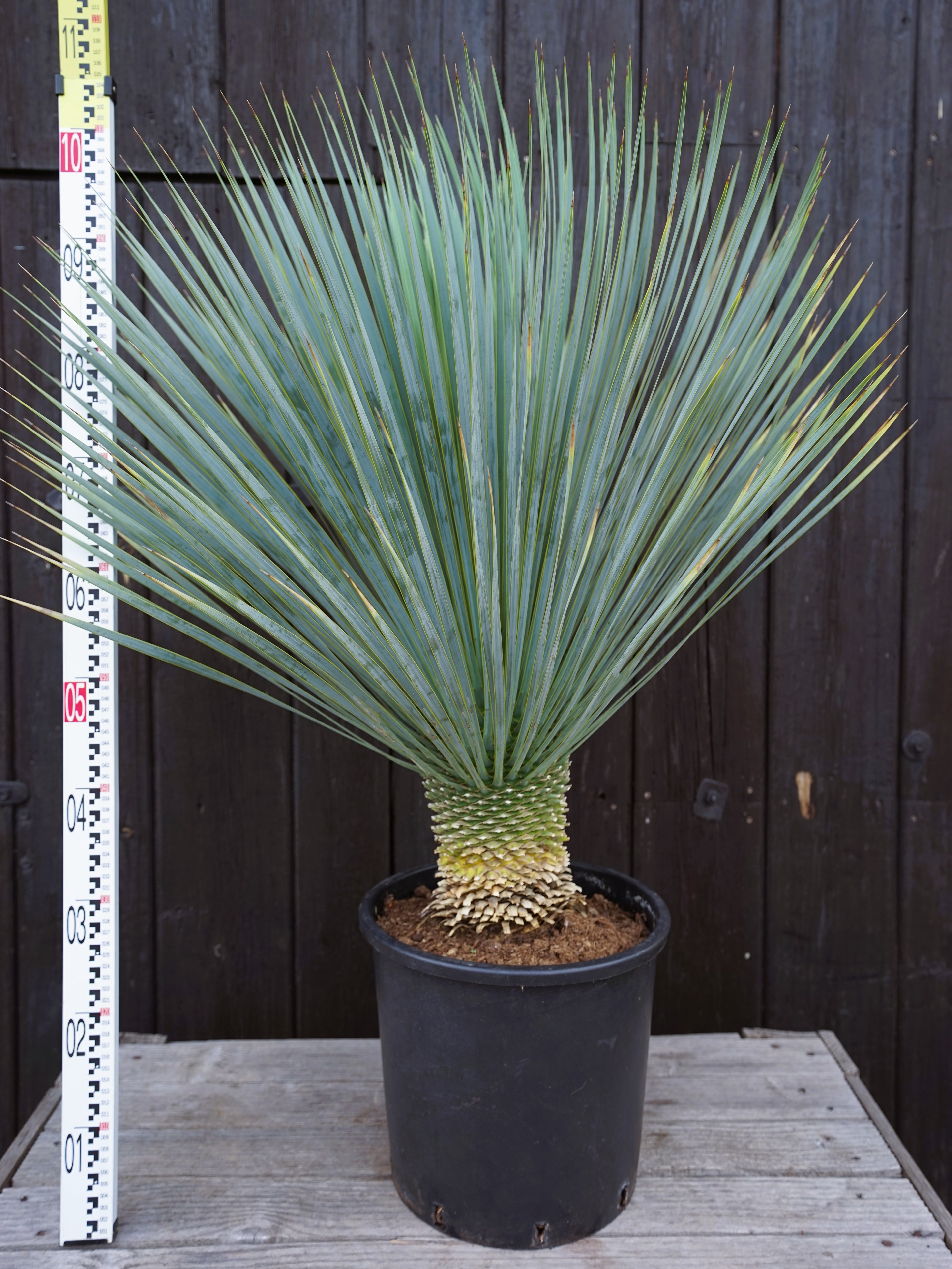 Yucca rostrata - Blaublättrige Palmlilie aus Freilandzucht