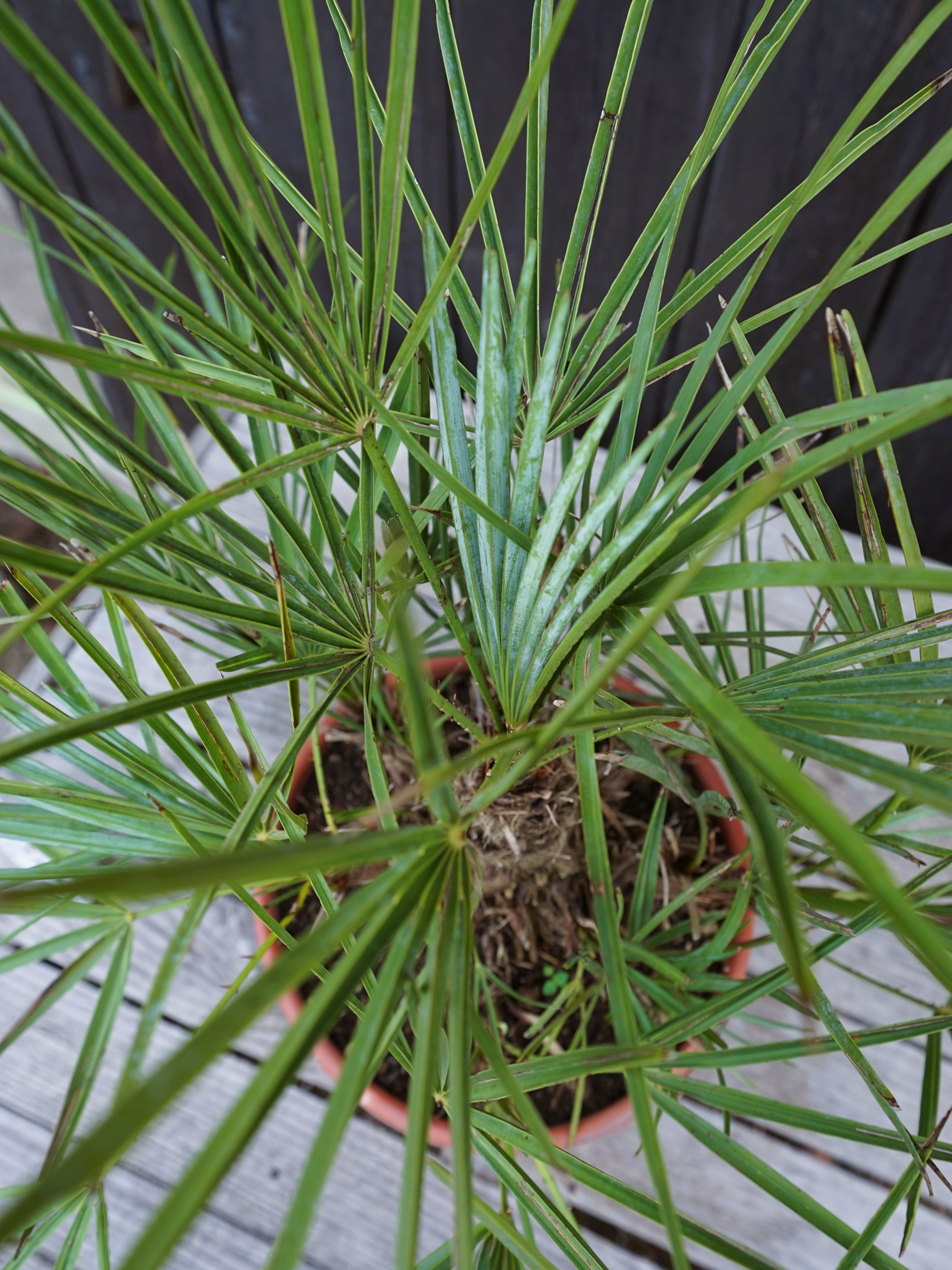 Chamaerops humilis var. cerifera - Blaue Zwergpalme