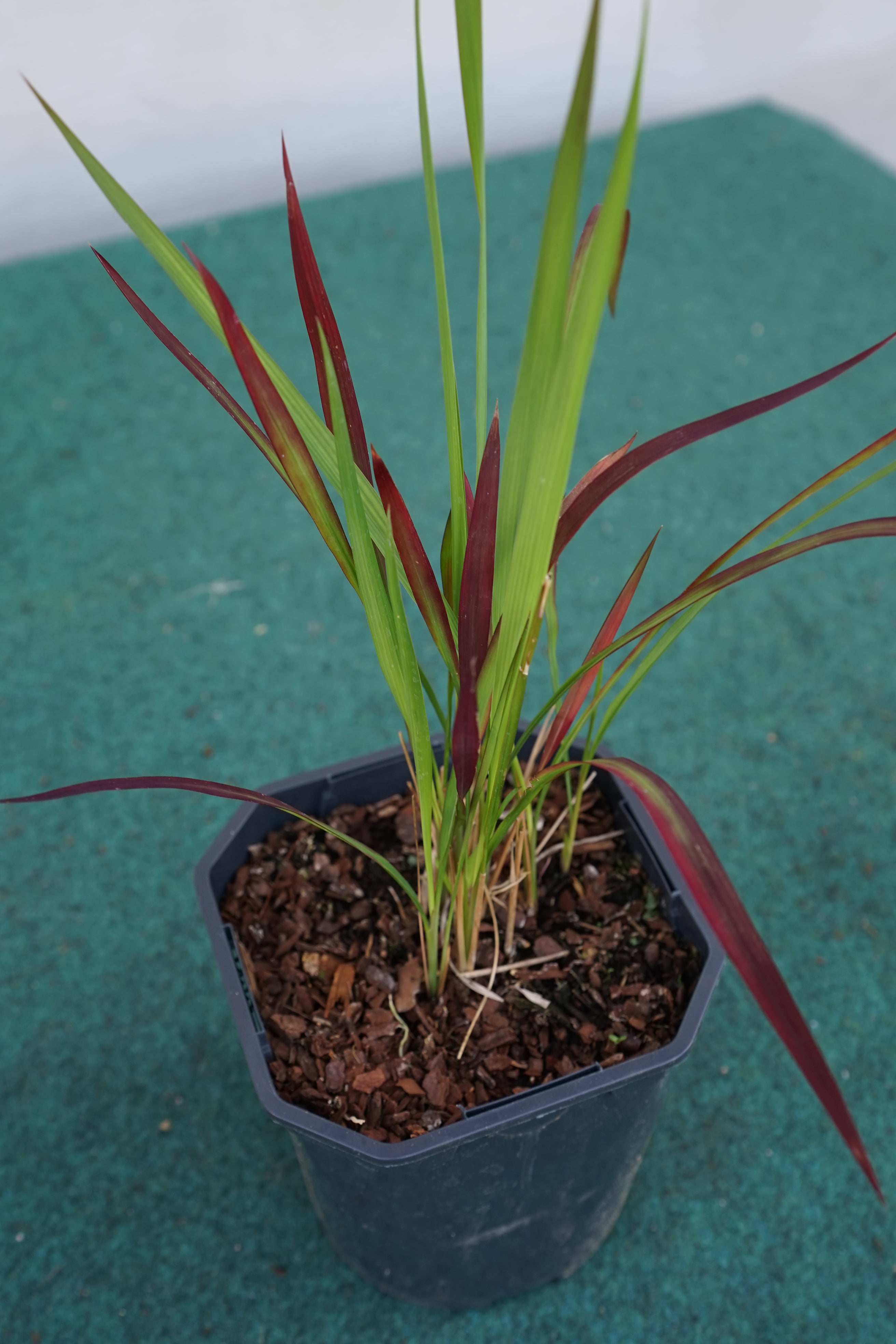 Imperata cylindrica &