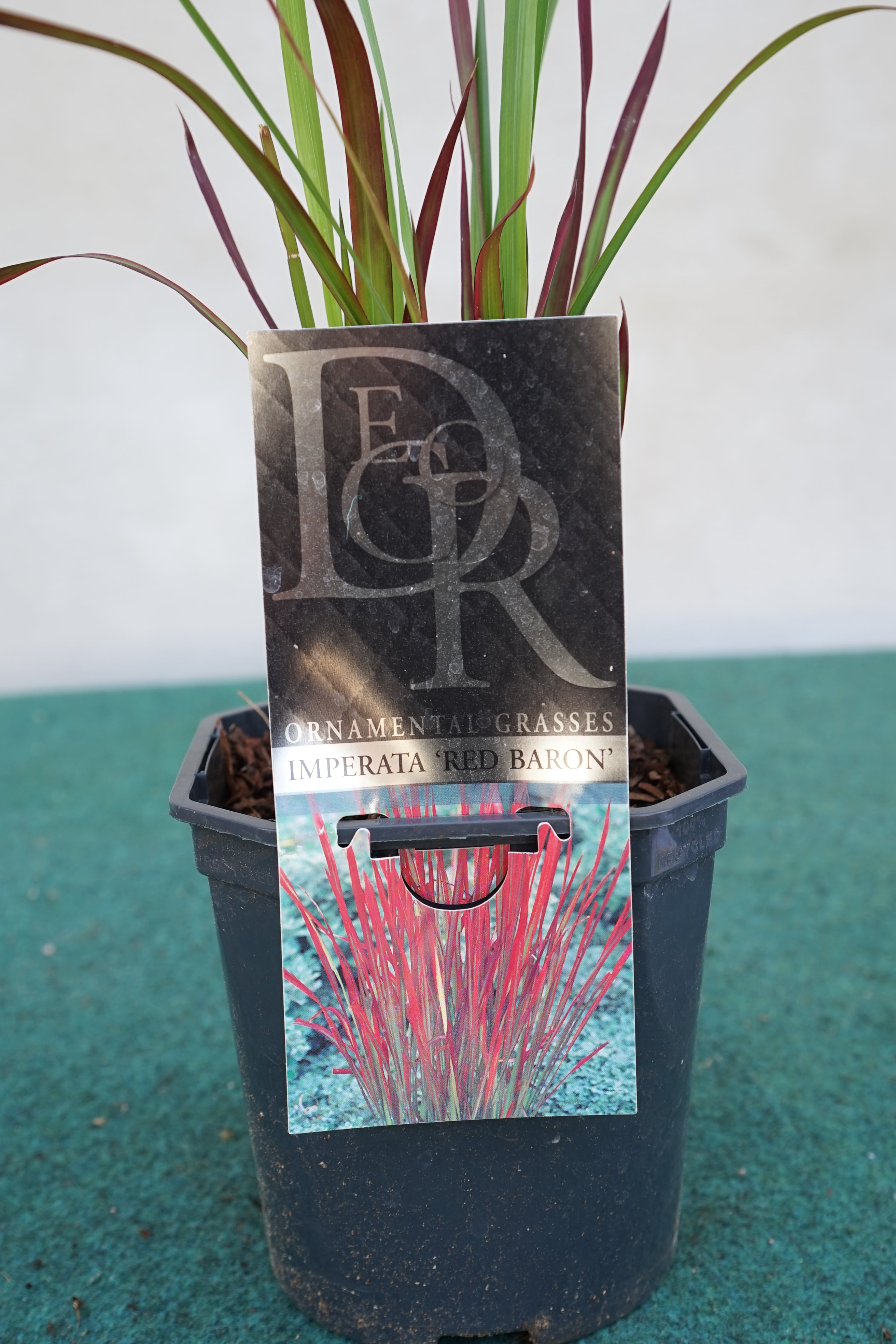 Imperata cylindrica &