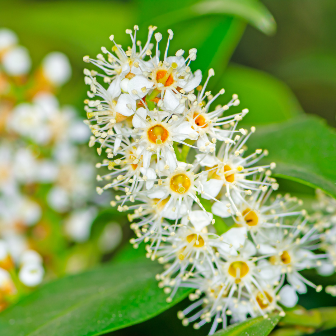 Prunus laurocerasus &