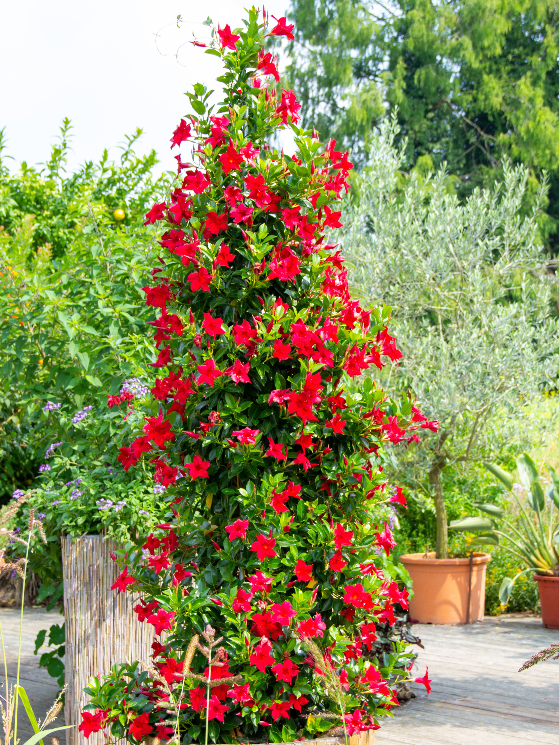 Dipladenia / Mandevilla Sanderi - Dipladenien
