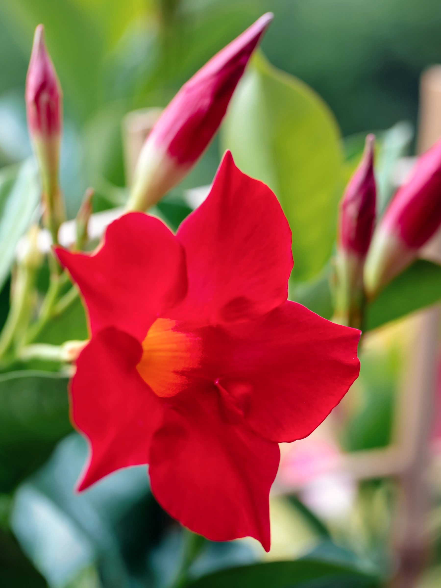 Dipladenia / Mandevilla Sanderi - Dipladenien