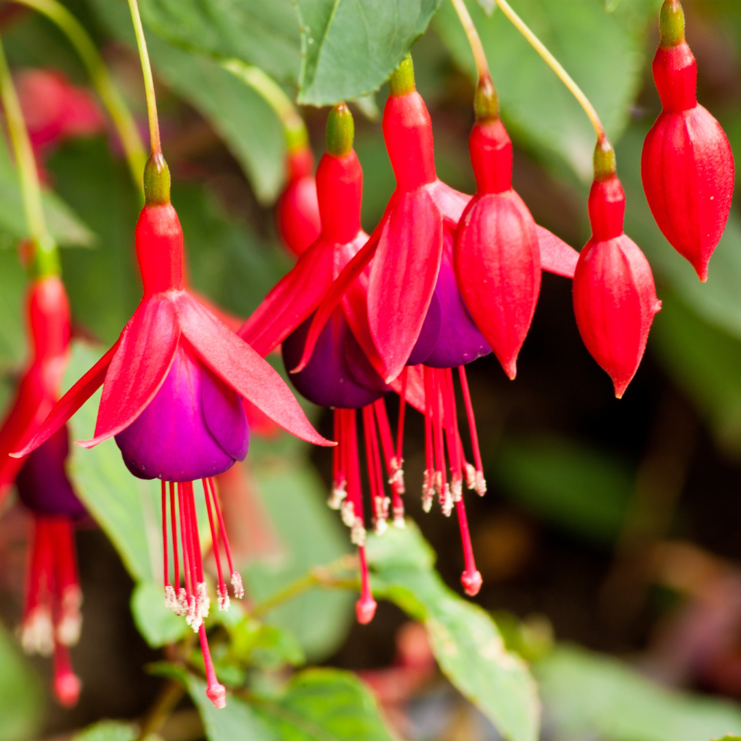 Fuchsia - Fuchsien Setzlinge im 6er-Set