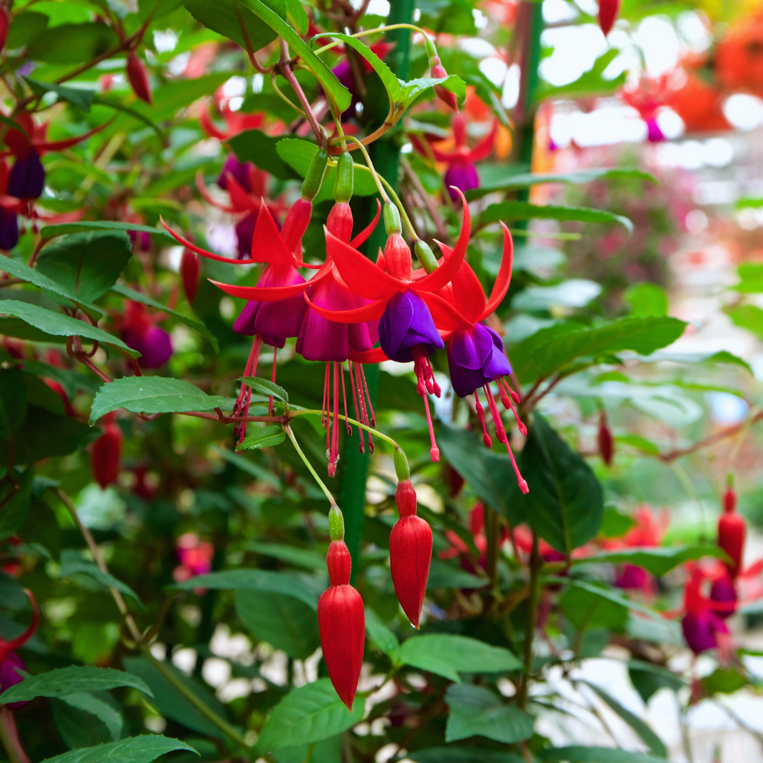 Fuchsia - Fuchsien Setzlinge im 6er-Set
