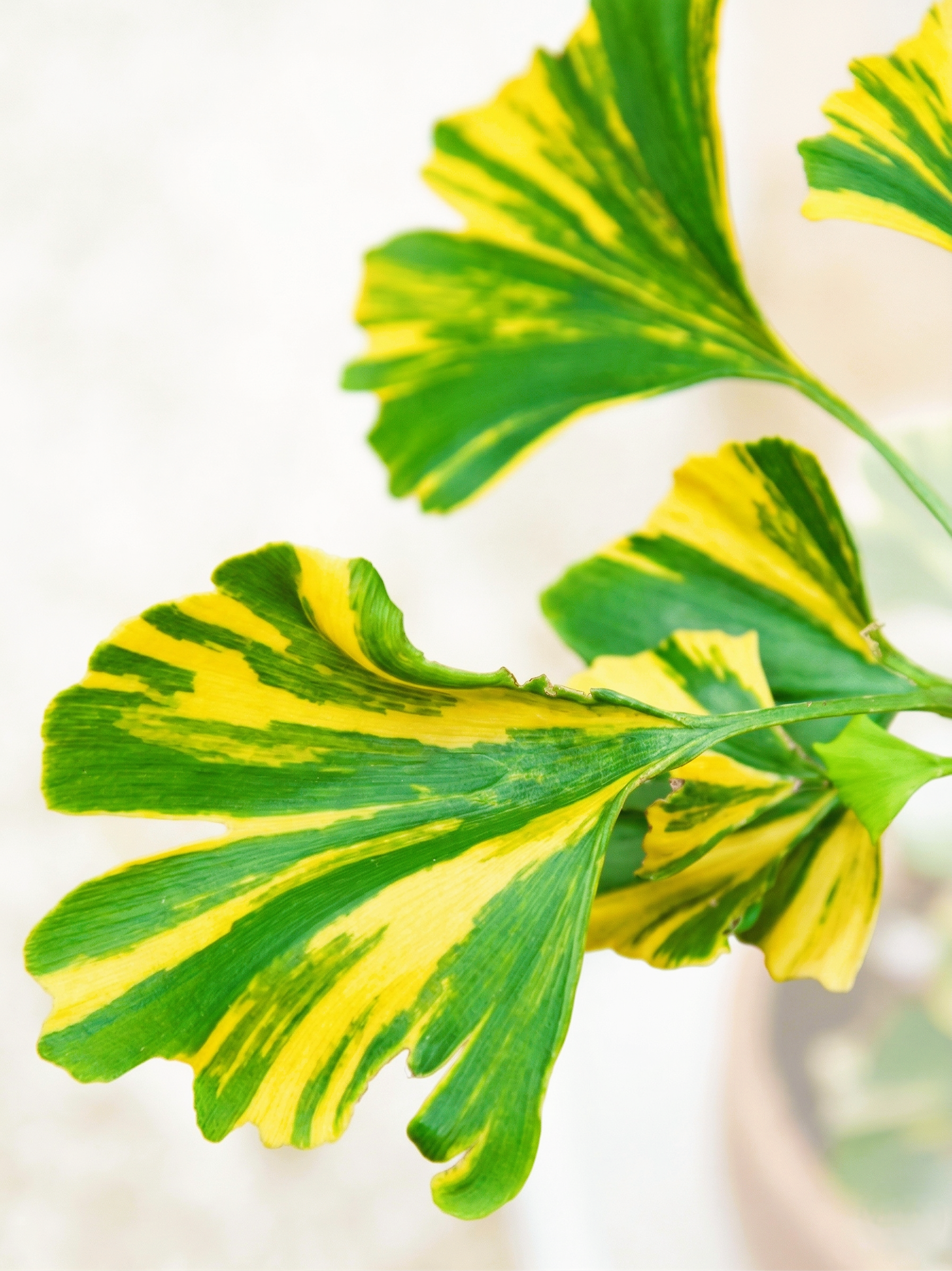 Ginkgo biloba &