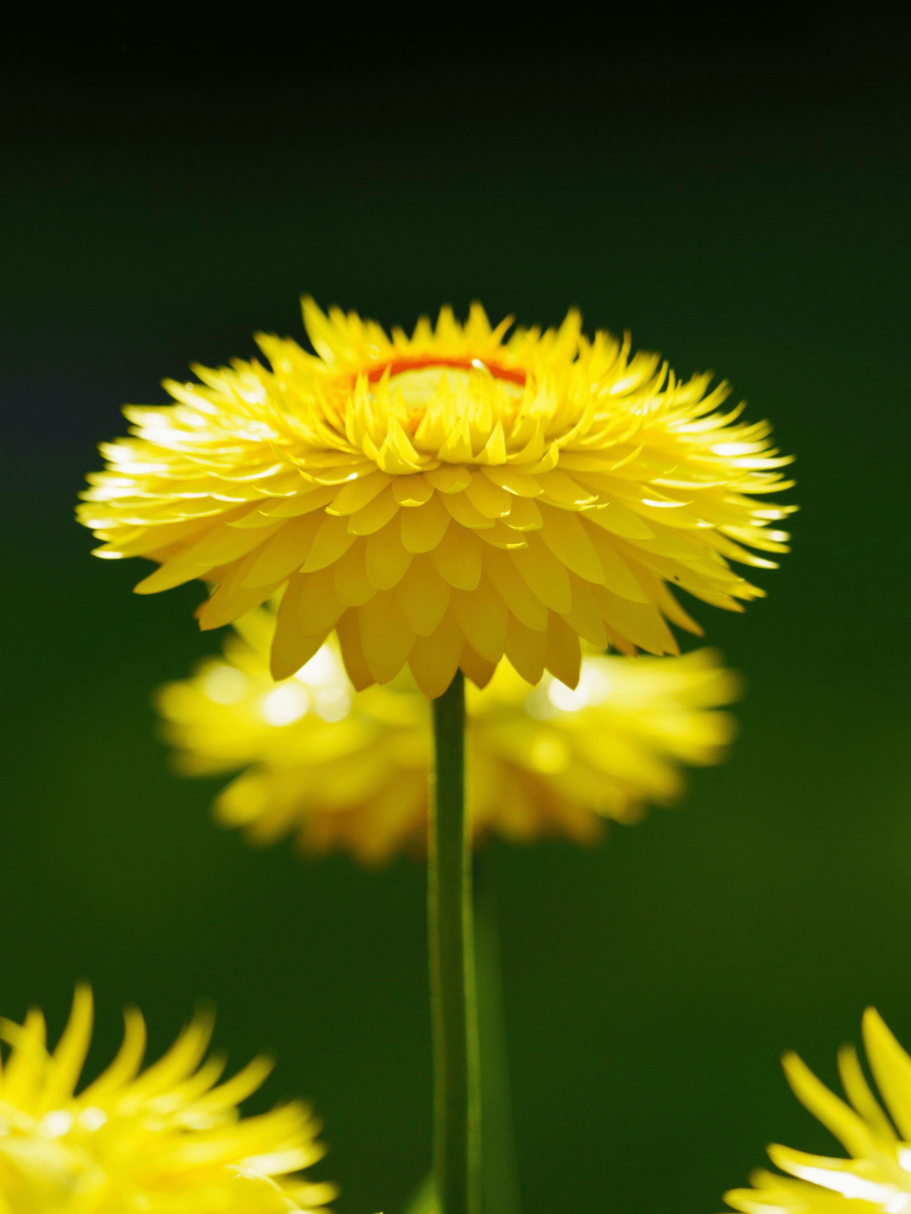 Helichrysum italicum - Currykraut, Italienische Strohblume