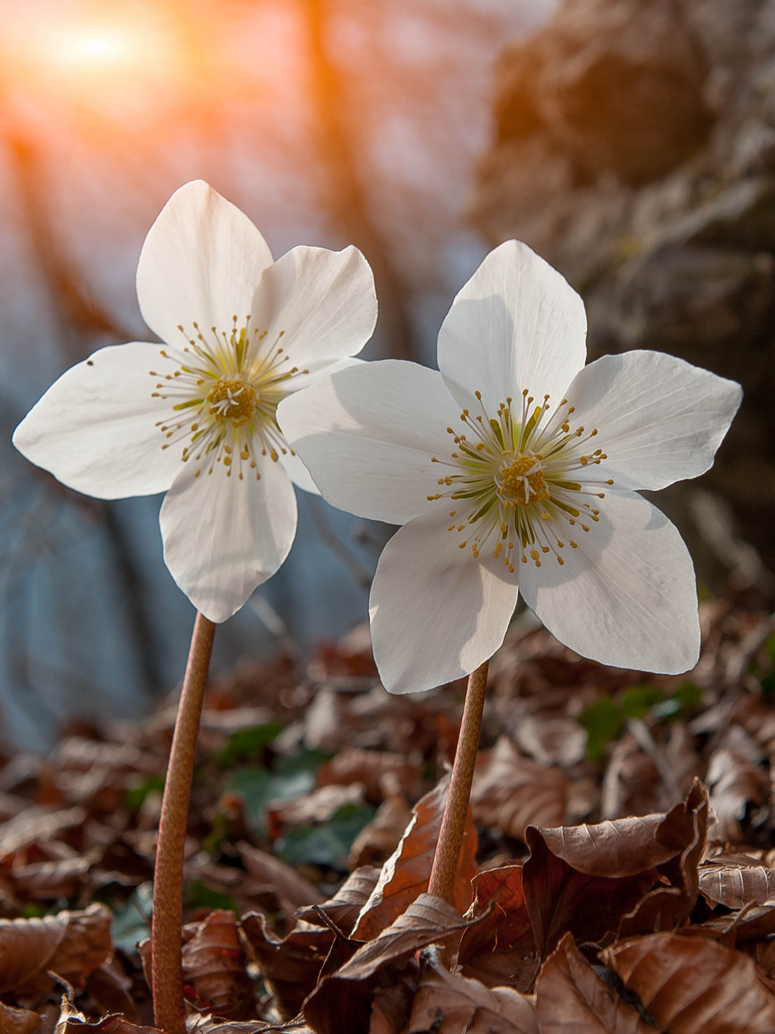 Helleborus niger - Christrose