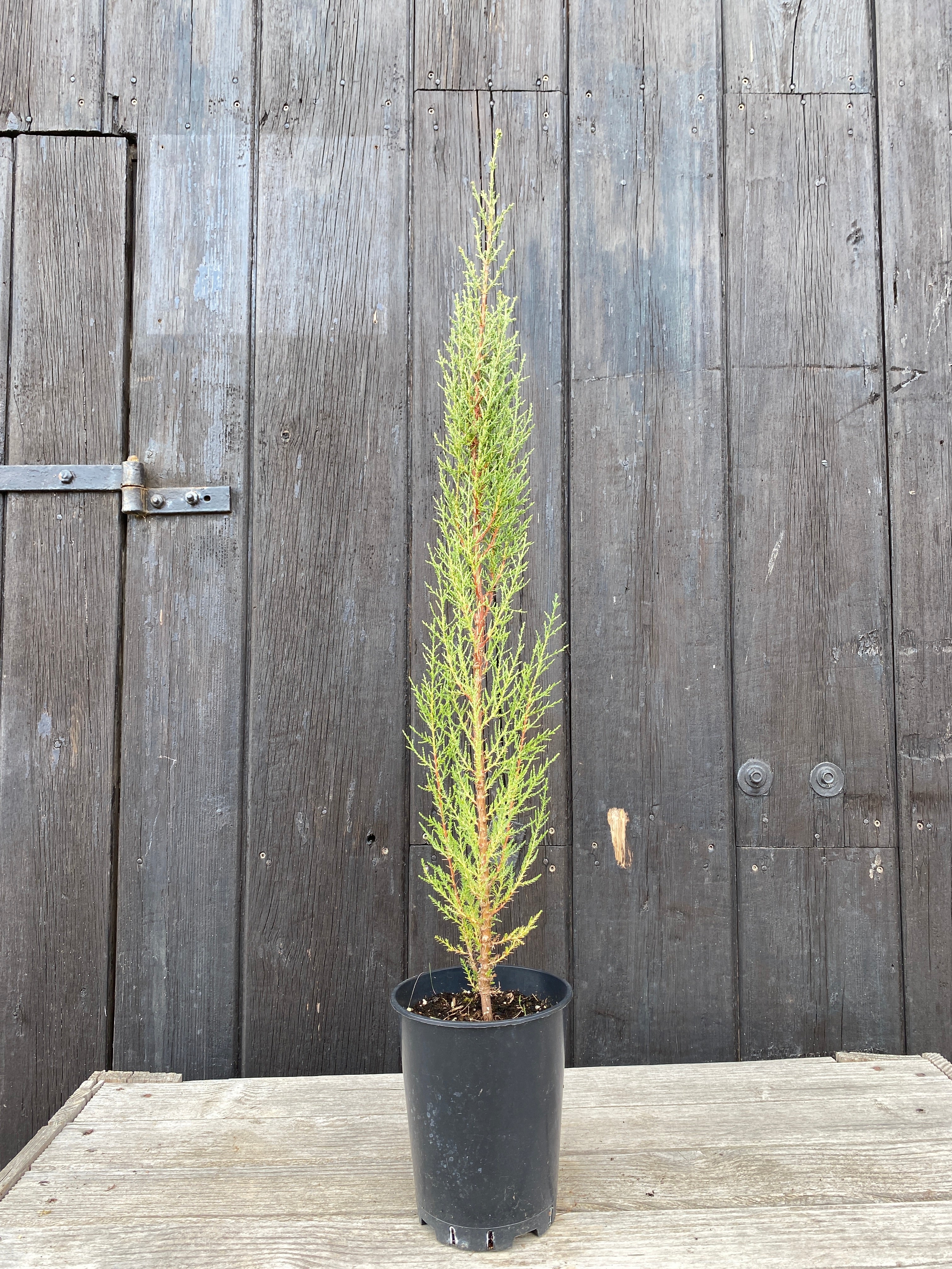 Cupressus sempervirens - Mittelmeerzypresse