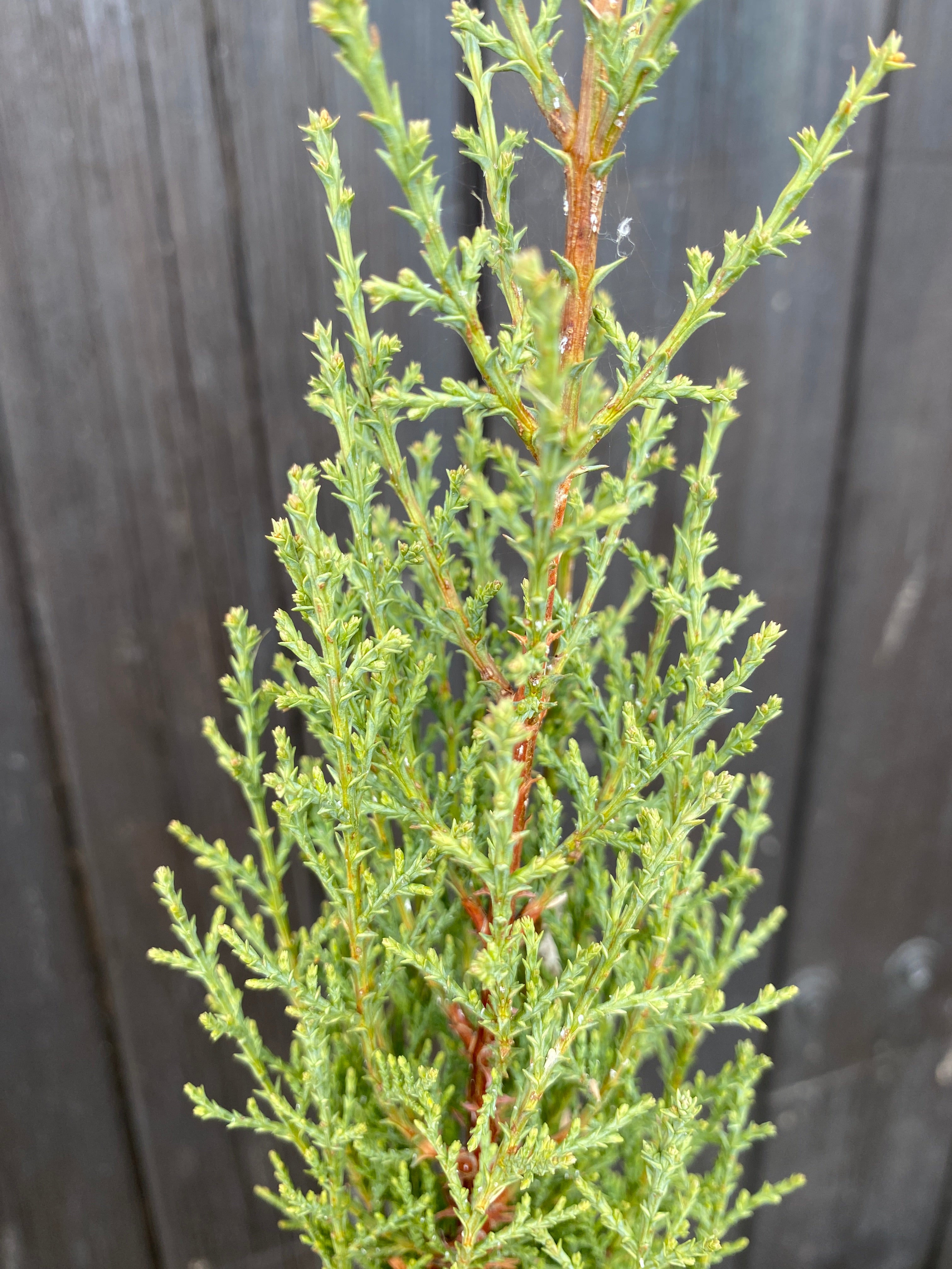 Cupressus sempervirens - Mittelmeerzypresse