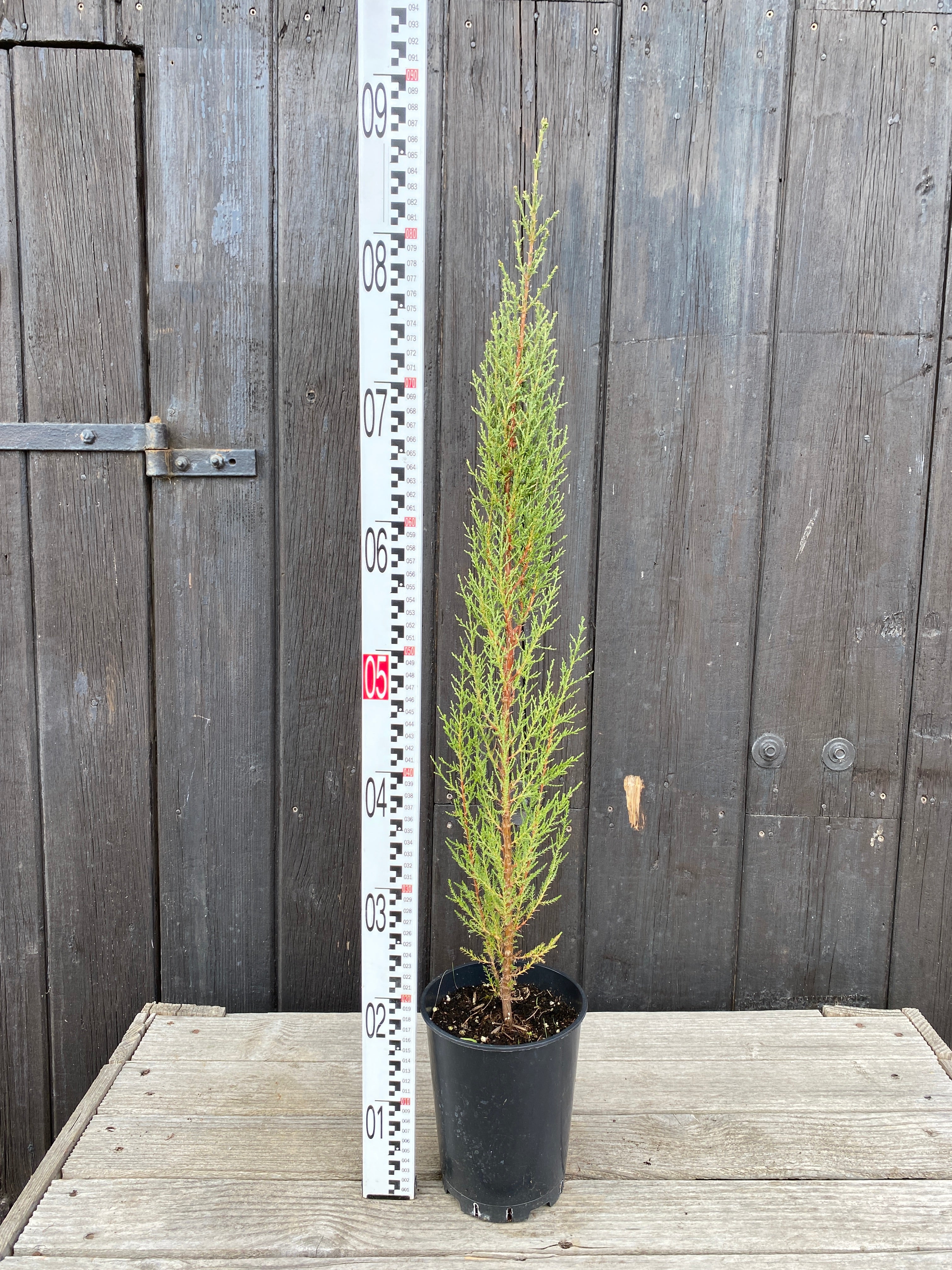 Cupressus sempervirens - Mittelmeerzypresse