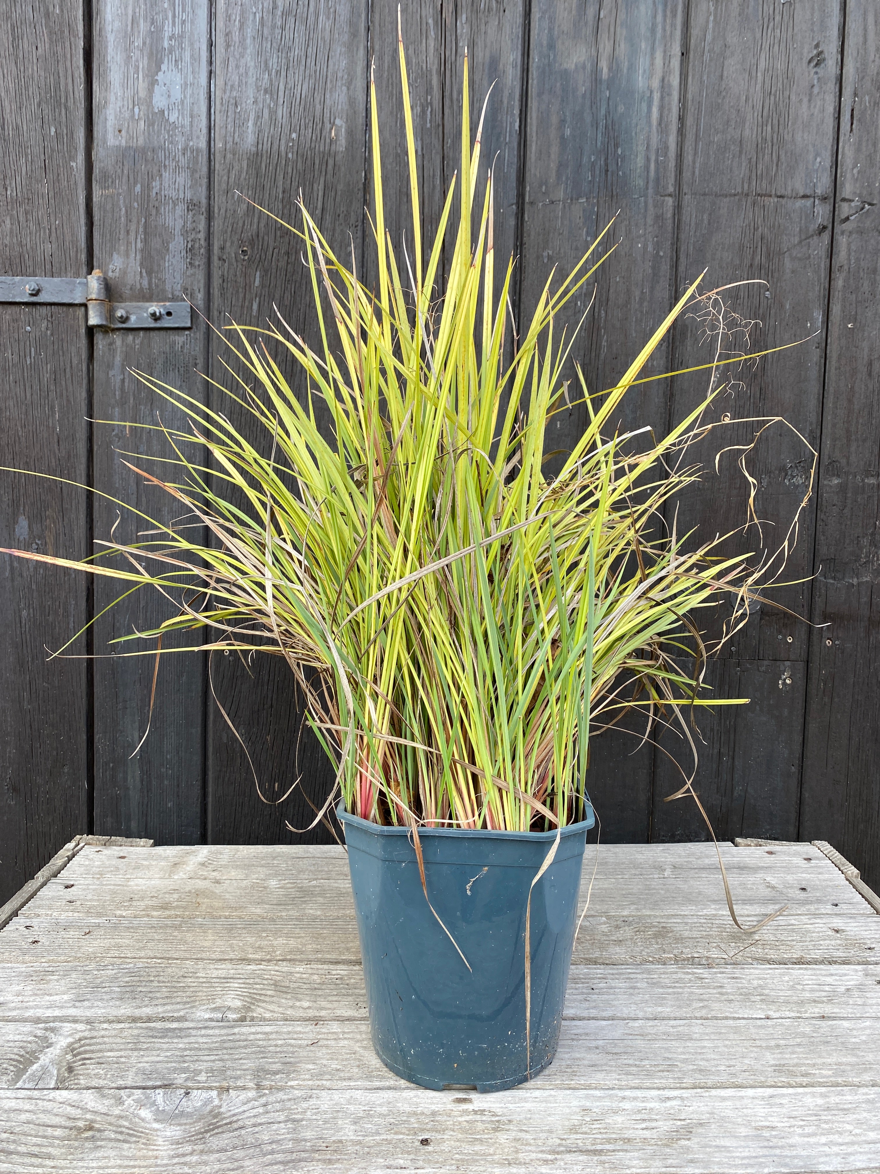 Dianella revoluta &