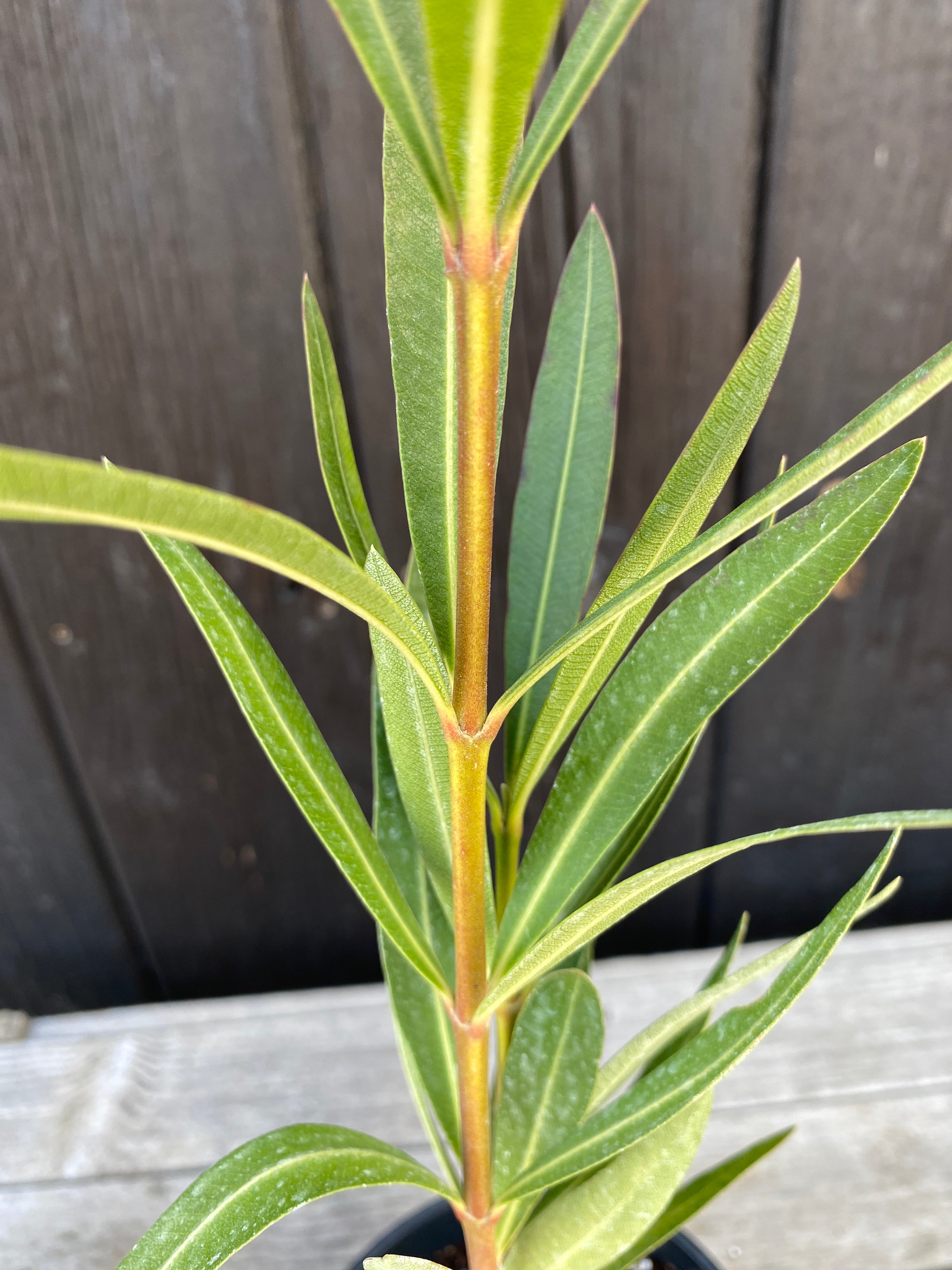 Nerium oleander - Rosenlorbeer aus Freilandzucht