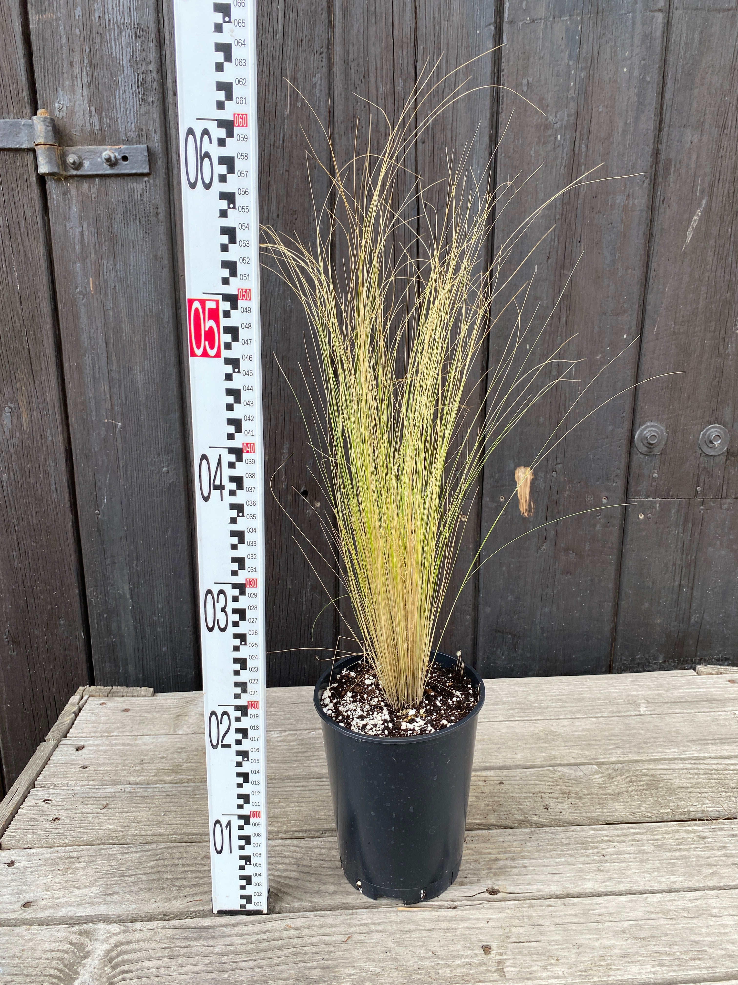 Nasella tenuissima - Zartes Federgras, Engelhaar aus Freilandzucht