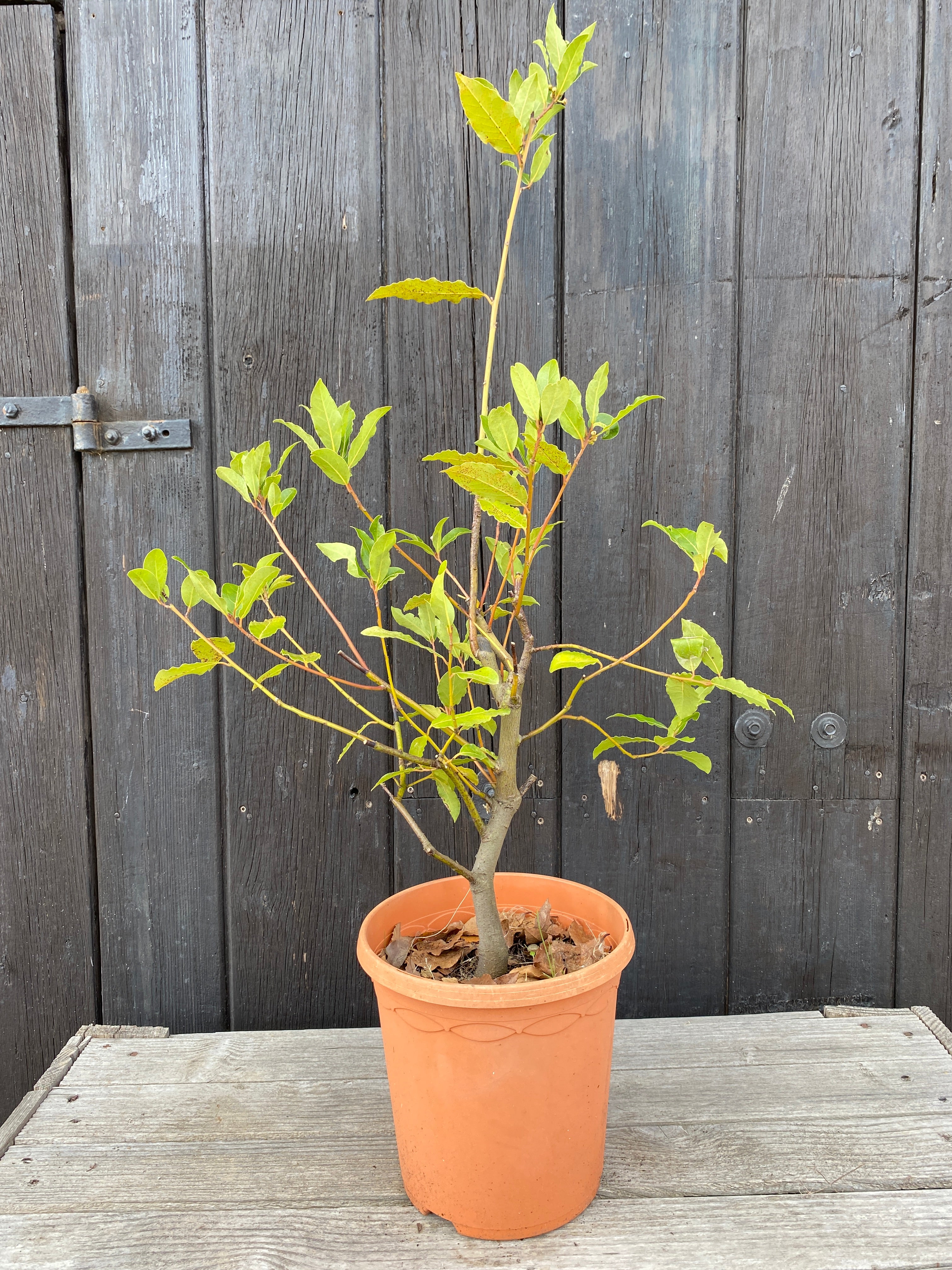 Laurus nobilis - Echter Chai-Lorbeer