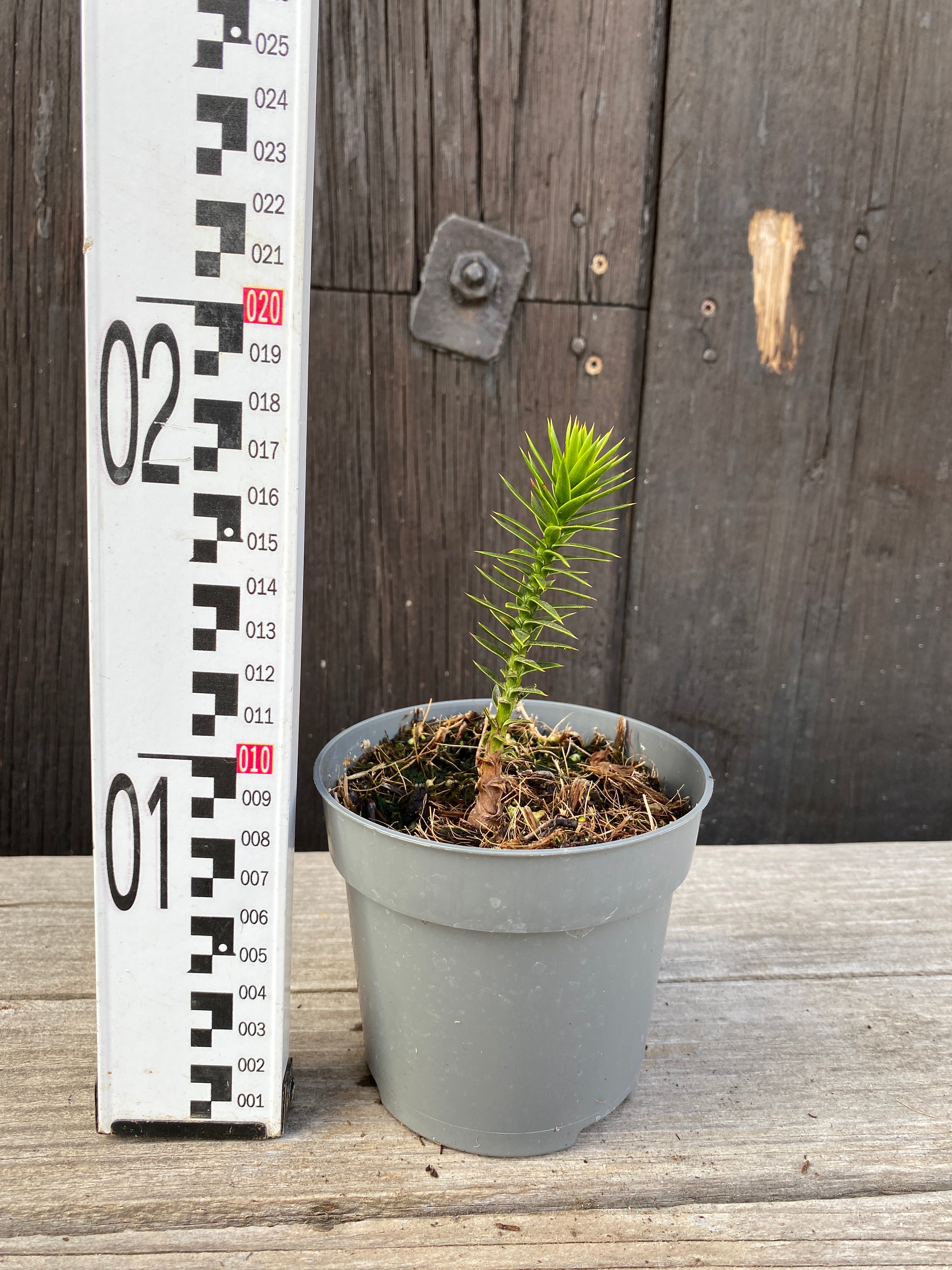 Araucaria araucana - Chilenische Araukarie