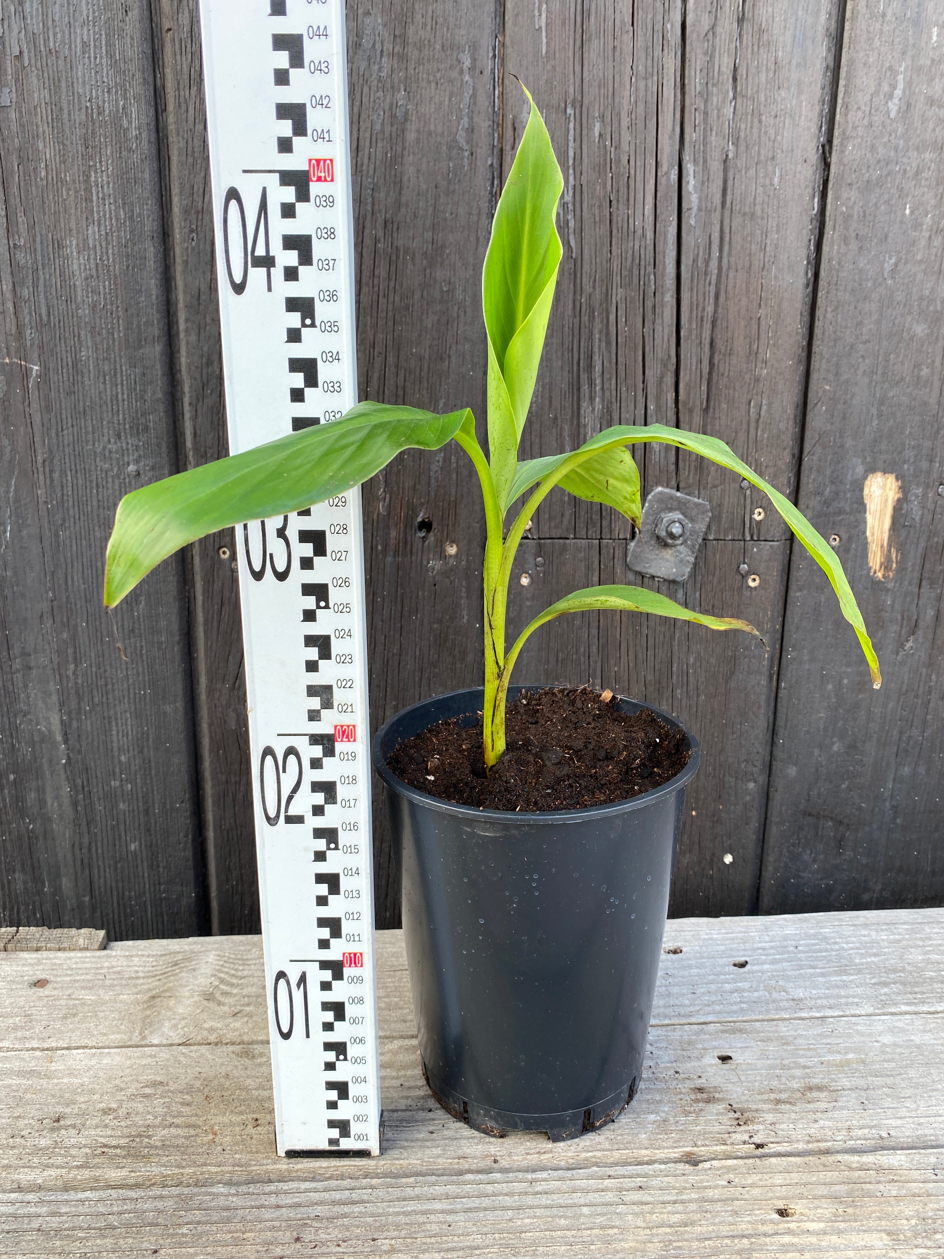 Musa sikkimensis - Darjeeling-Banane