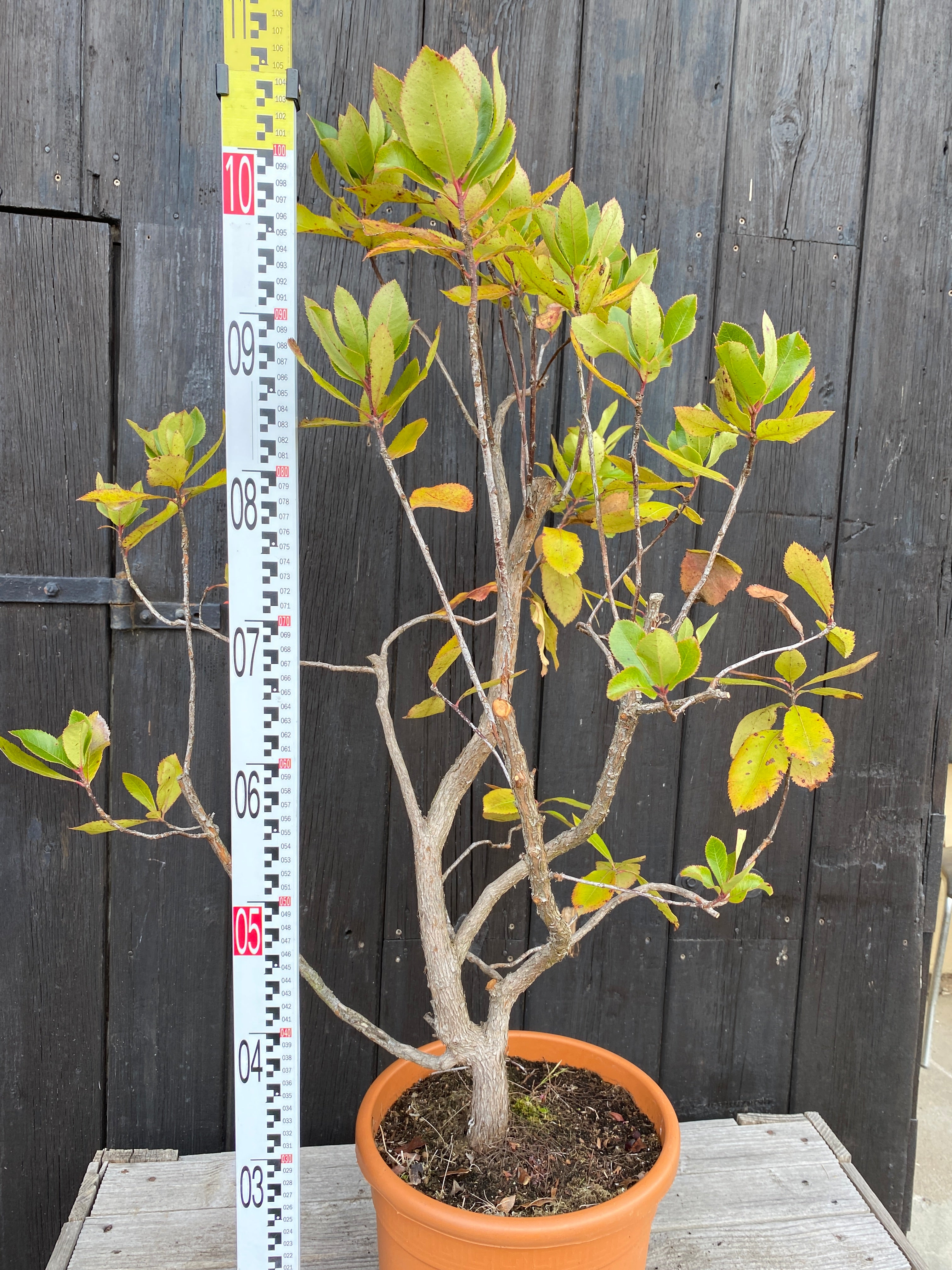 Arbutus unedo - Westlicher Erdbeerbaum