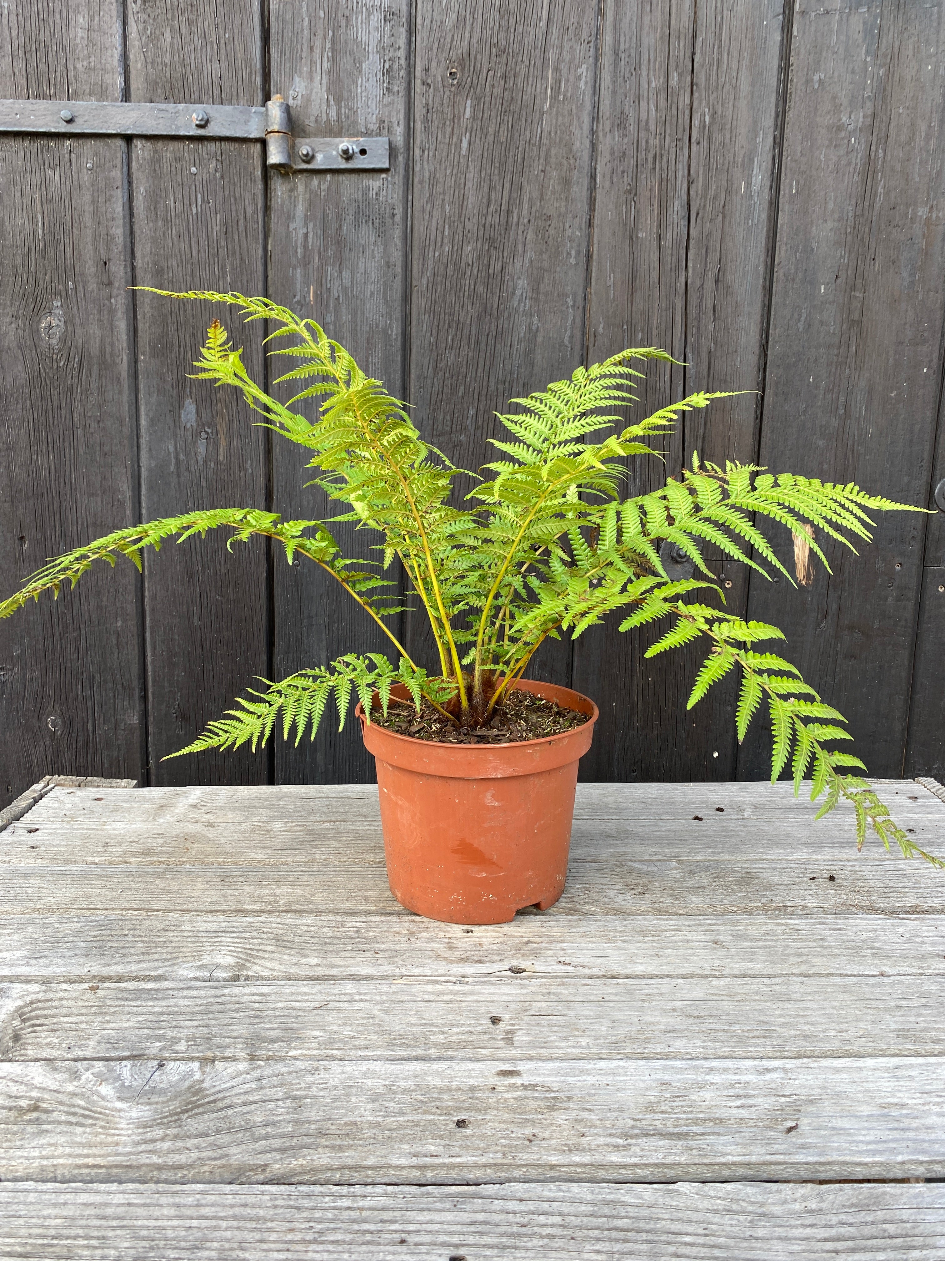 Dicksonia antarctica - Antarktischer Baumfarn aus Freilandzucht